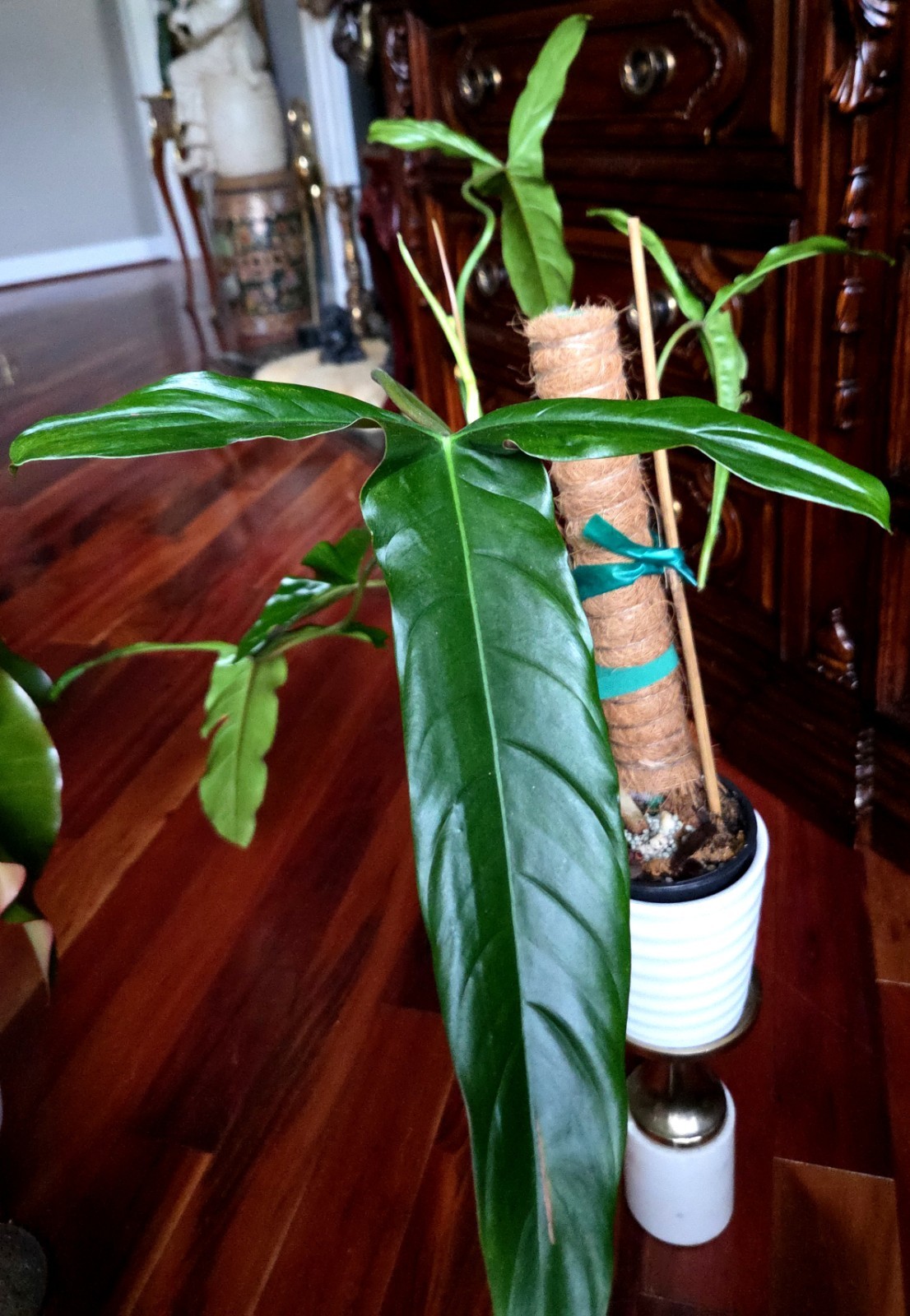 RARE XL Philodendron Pinnatilobum X Paloraense 26″ Tall Not Monstera Anthurium