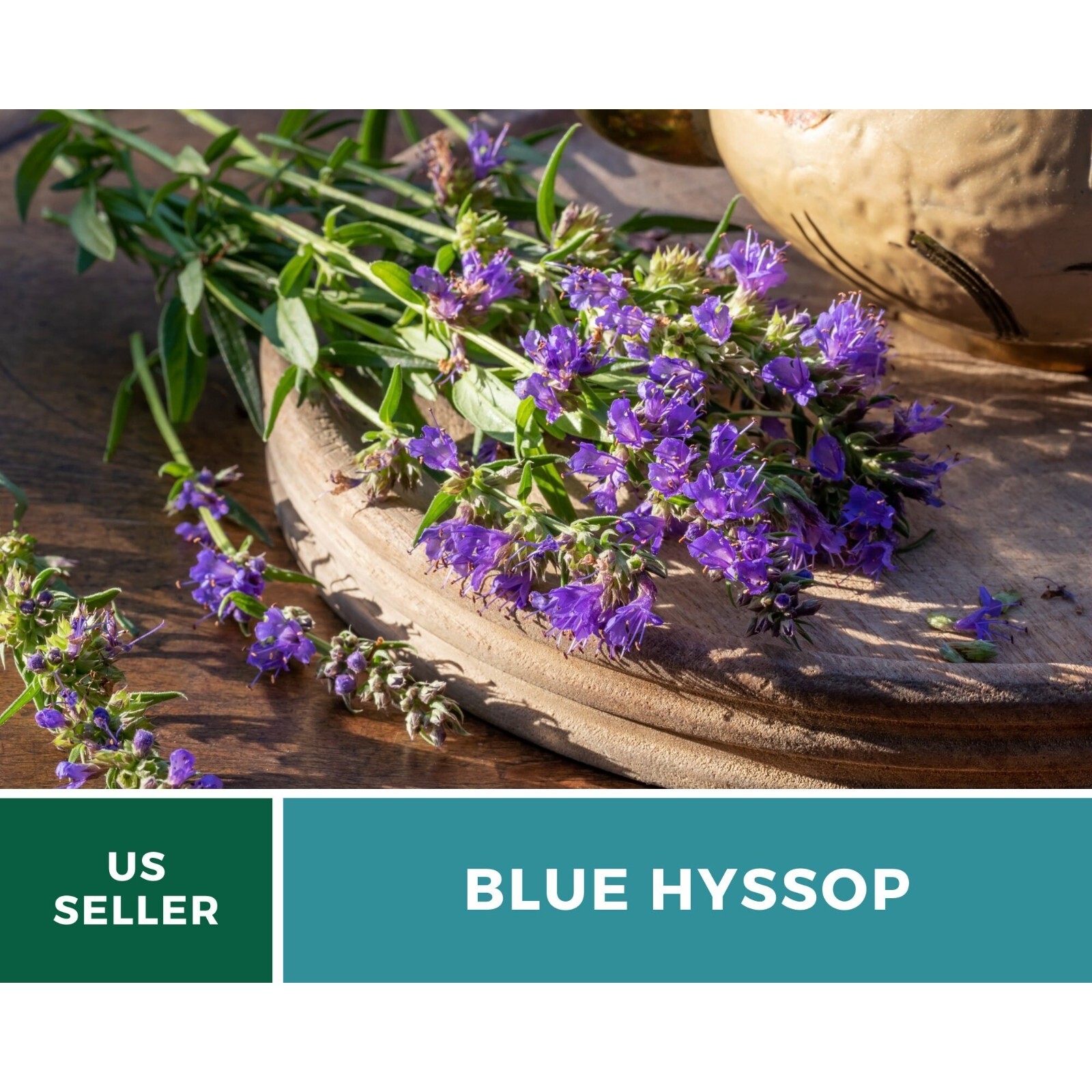 Hyssop, Blue – 200 Seeds – Heirloom Flower – Culinary & Medicinal Herb (Hyssopus