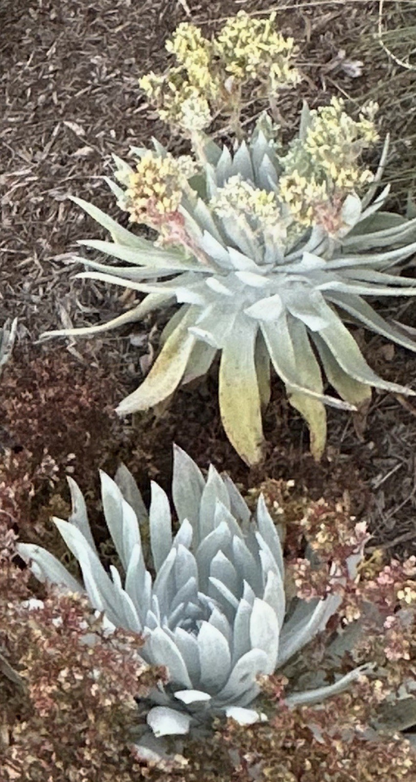 222+ Dudleya Brittonii Fresh Seeds Giant Chalk Dudleya Fresh June 2026