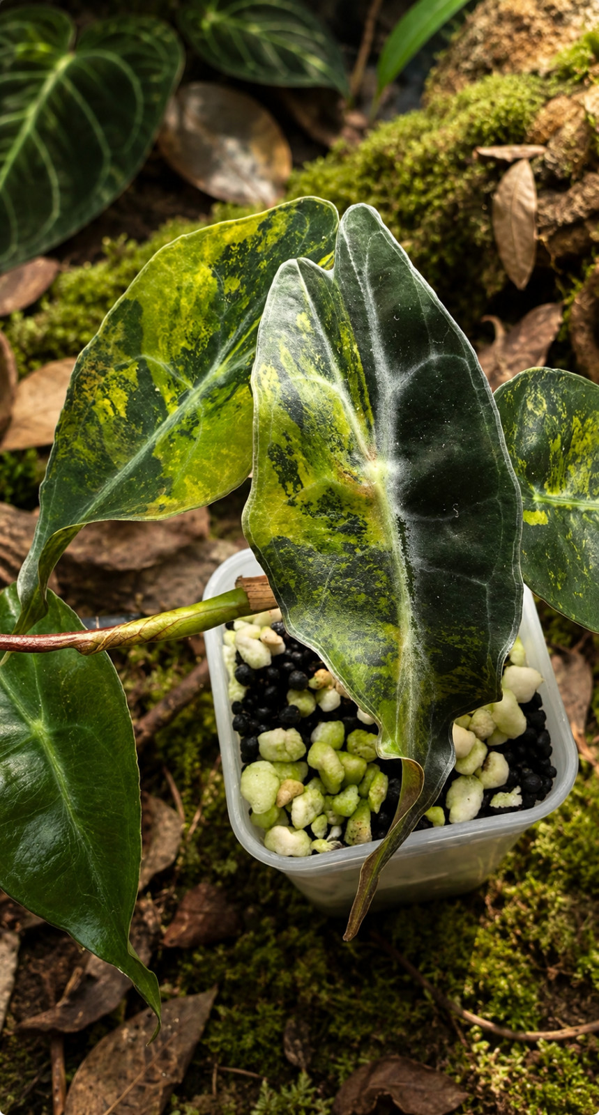 US Seller! Variegated Alocasia Venom CORM!