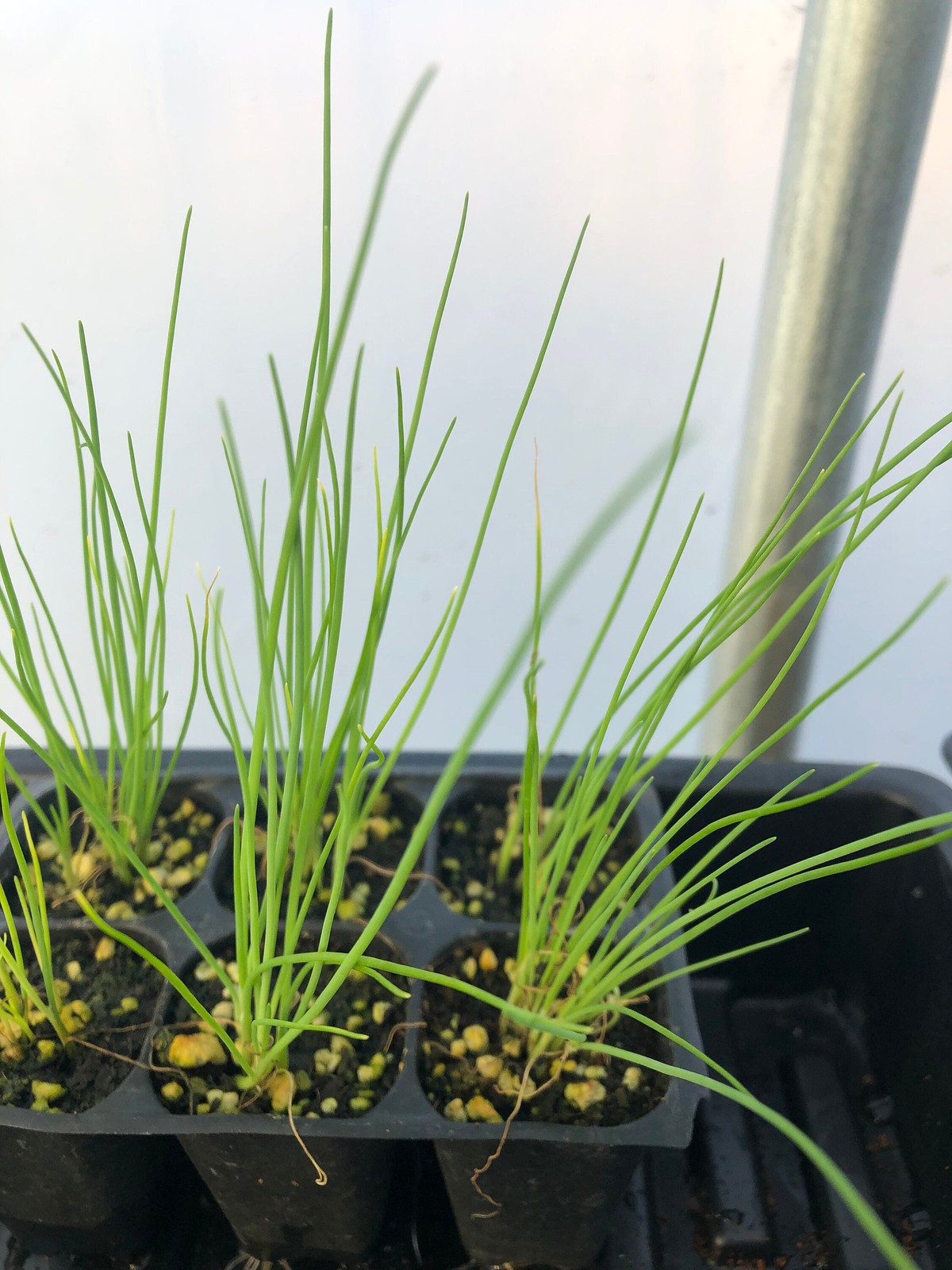 Leek Live Plant – Seedlings/Plugs and Plants – 3″- 12″ tall – 30-60+ days old