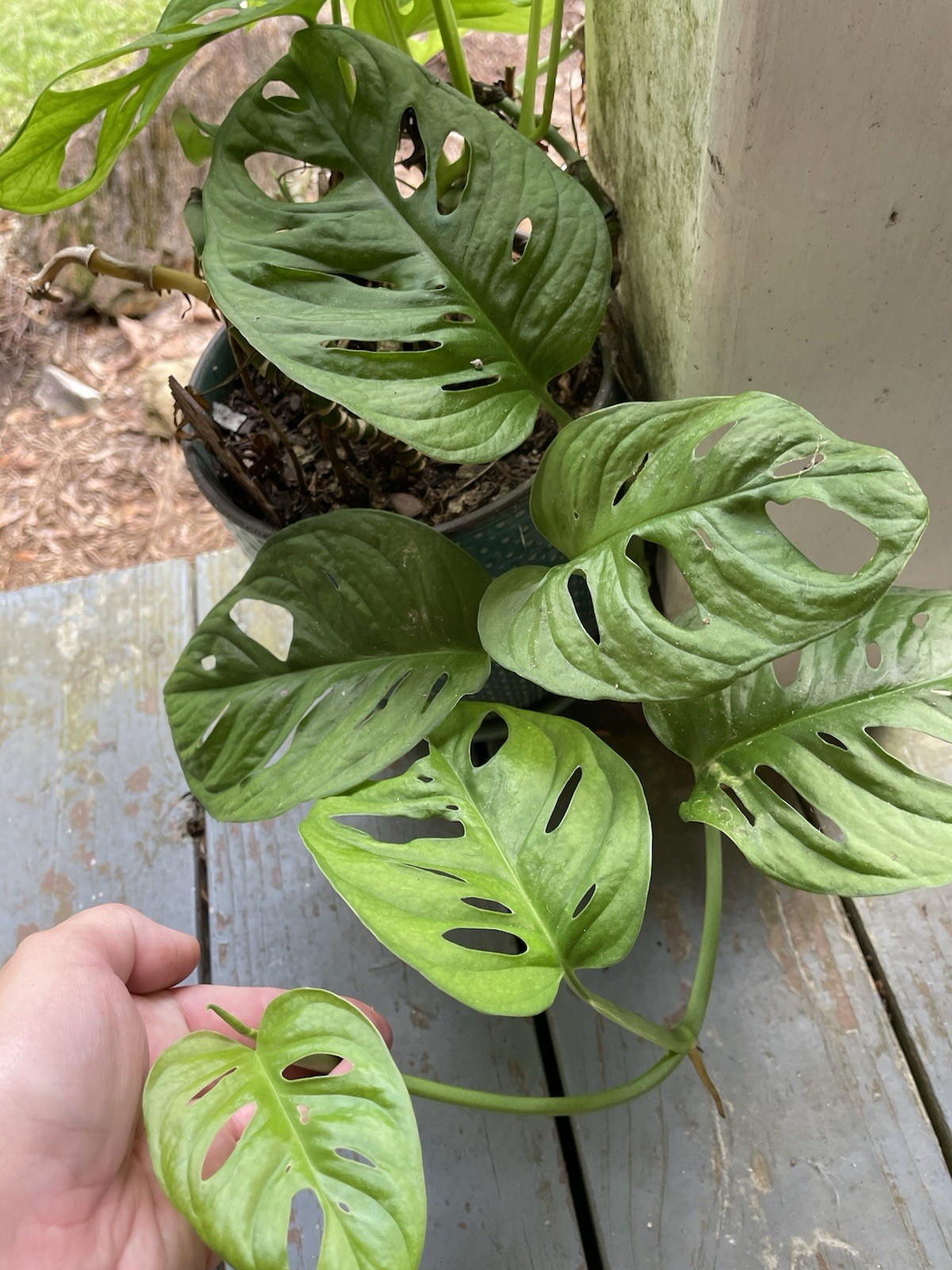 MONSTERA ADANSONII SWISS CHEESE ROOTED LIVE PLANT