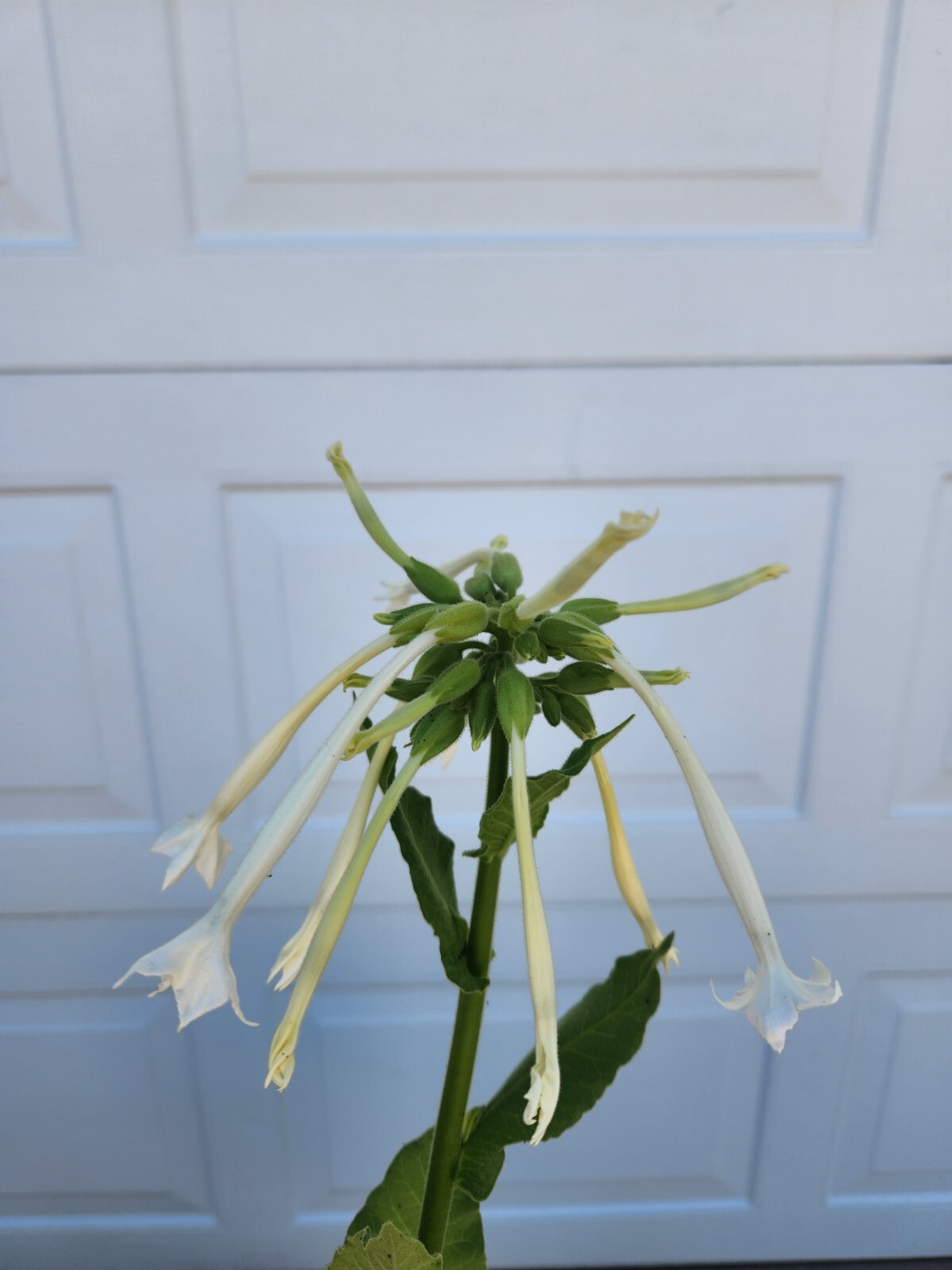 Nicotiana sylvestris (Woodland Tobacco) Heirloom Seeds for Planting 0.1g or 1.0g
