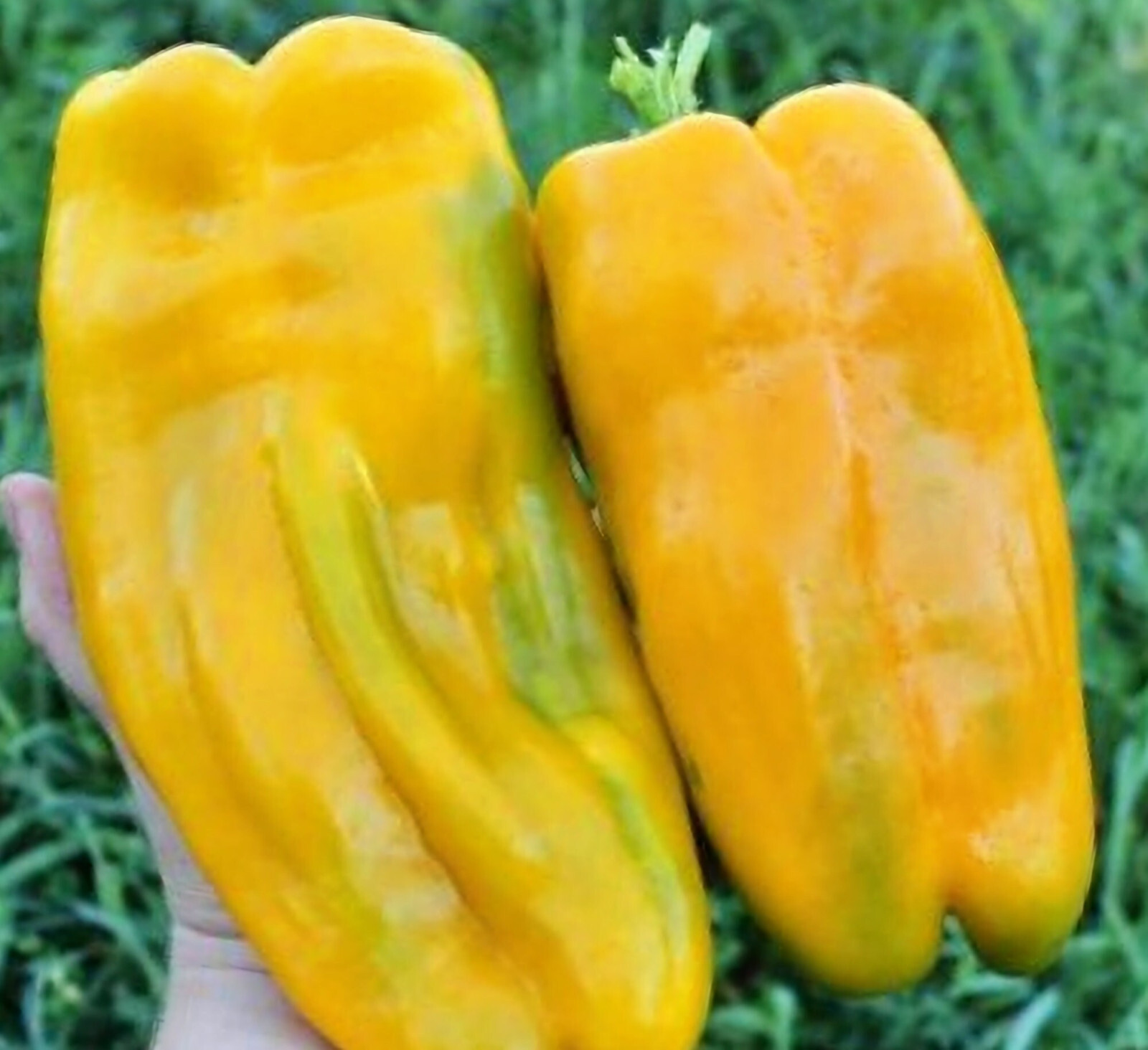 15 YELLOW MONSTER GIANT SWEET PEPPER SEEDS ~ heirloomseedguy ~ 2026 ~ NON-GMO