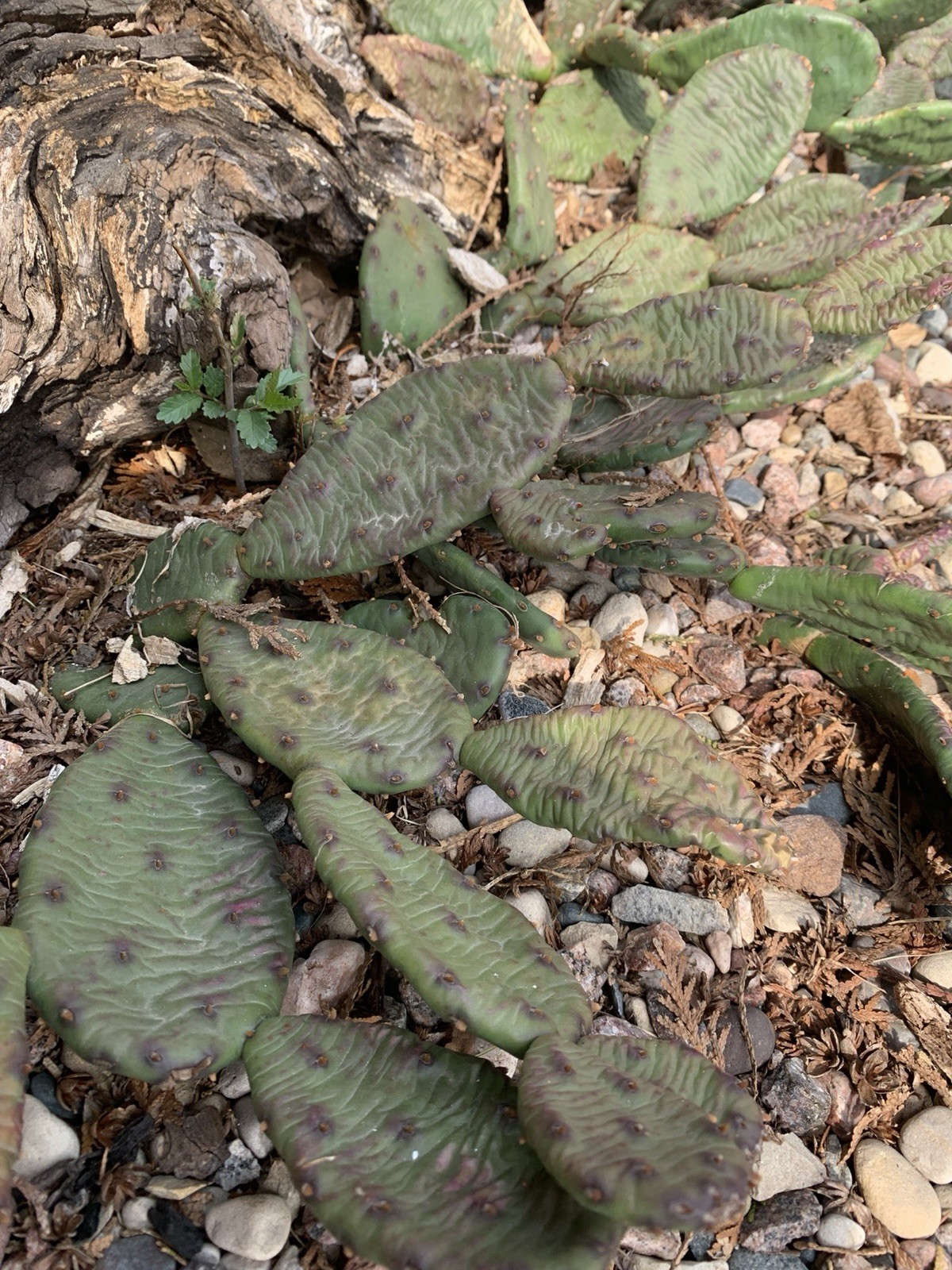 3 Cold Hardy Cactus Paddles Zones 4 – 9 Opuntia Humifusa Prickly Pear