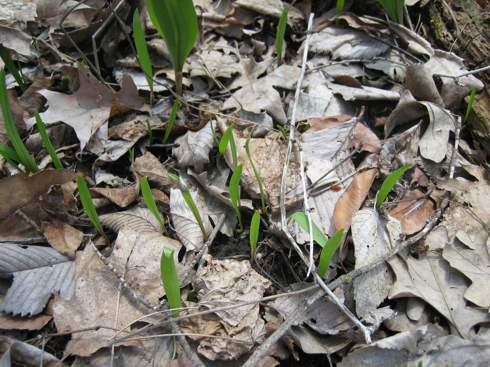 2023 WILD LEEK RAMPS 700 SEEDS 1/2 oz RAMSOM BEARS GARLIC ALLIUM TRICOCCUM A++
