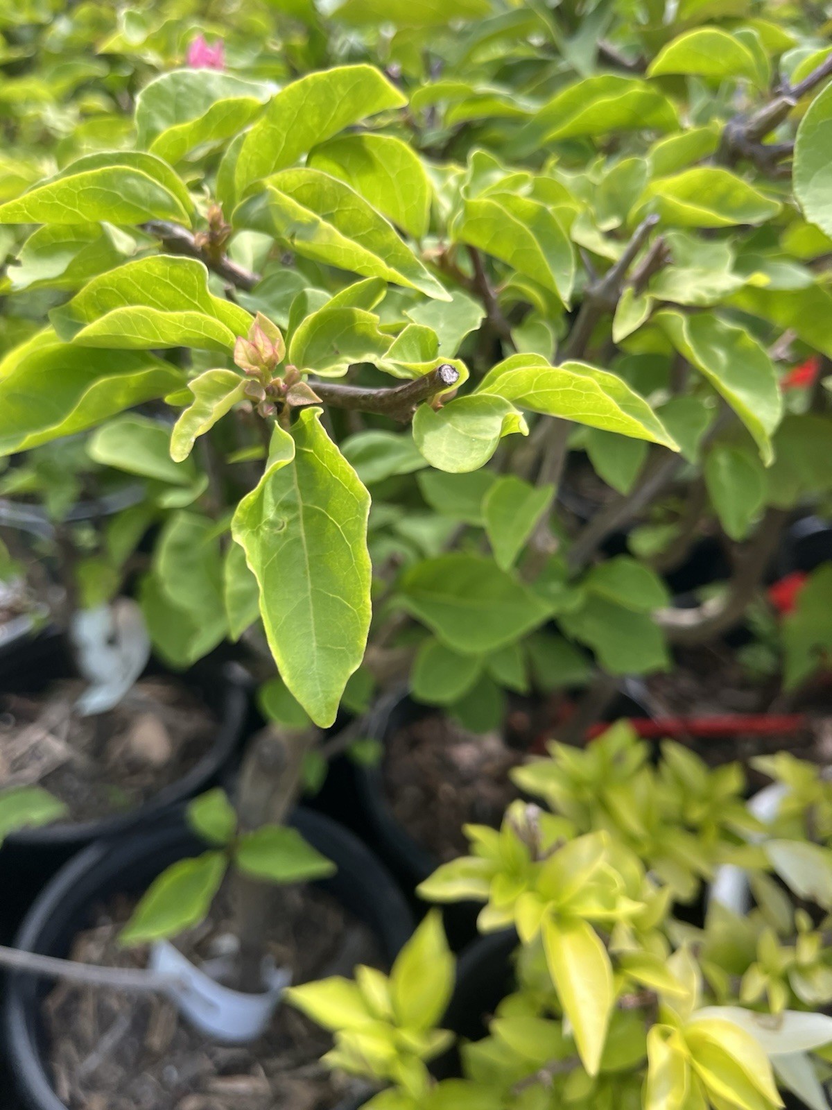 Rare Purple Bougainvillea Murlu Green 绿叶雪紫三角梅 medium Bonsai 12-18 In Bare Root