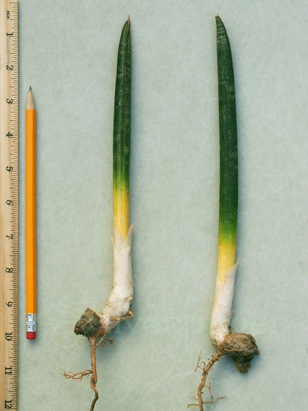Sansevieria Stuckyi — Zimbabwe : Leaf+Roots Robust Healthy Plant Elephant Tusks