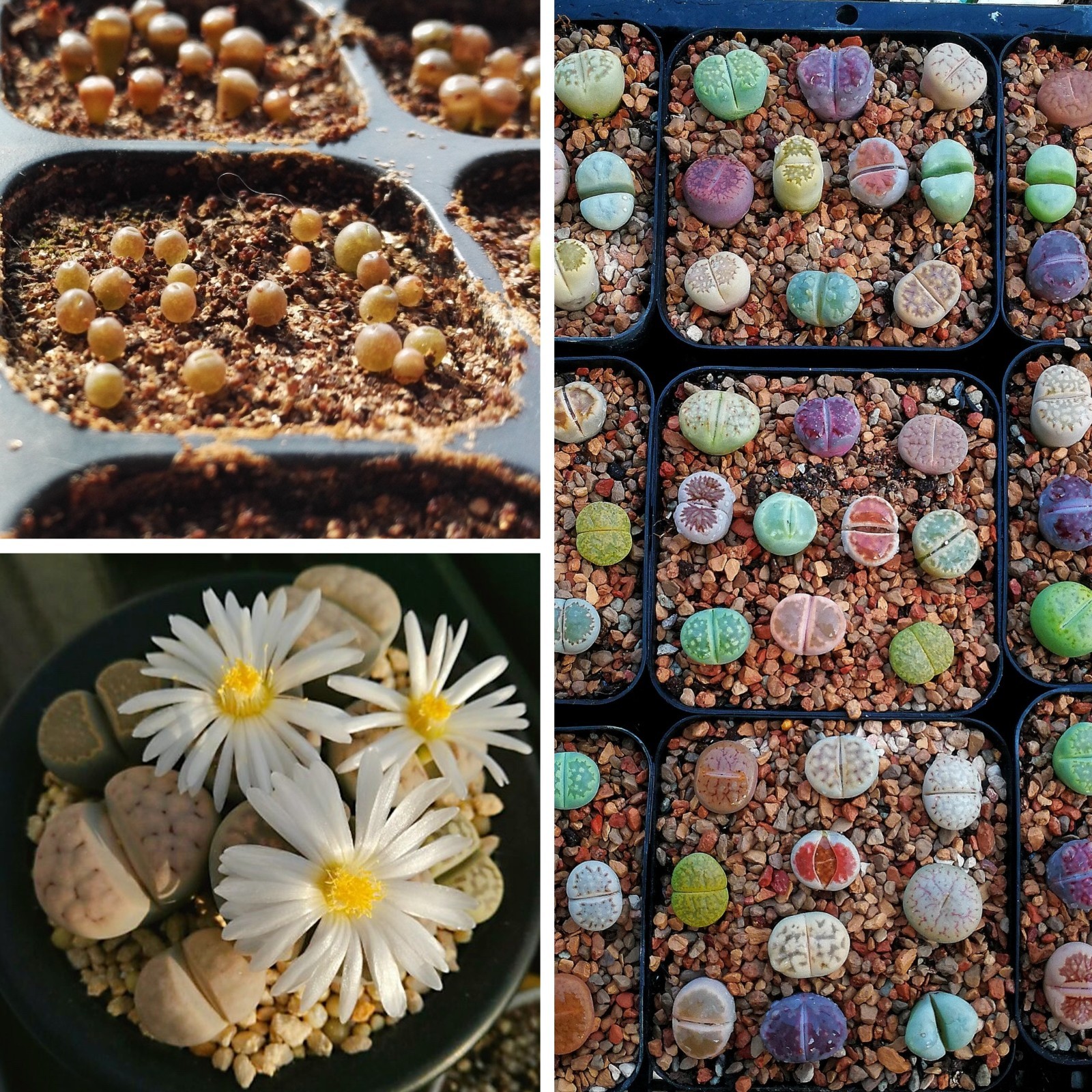 Lithops Seedling Kit 50 Mixed Colors Living Stones Seeds Complete Kit included