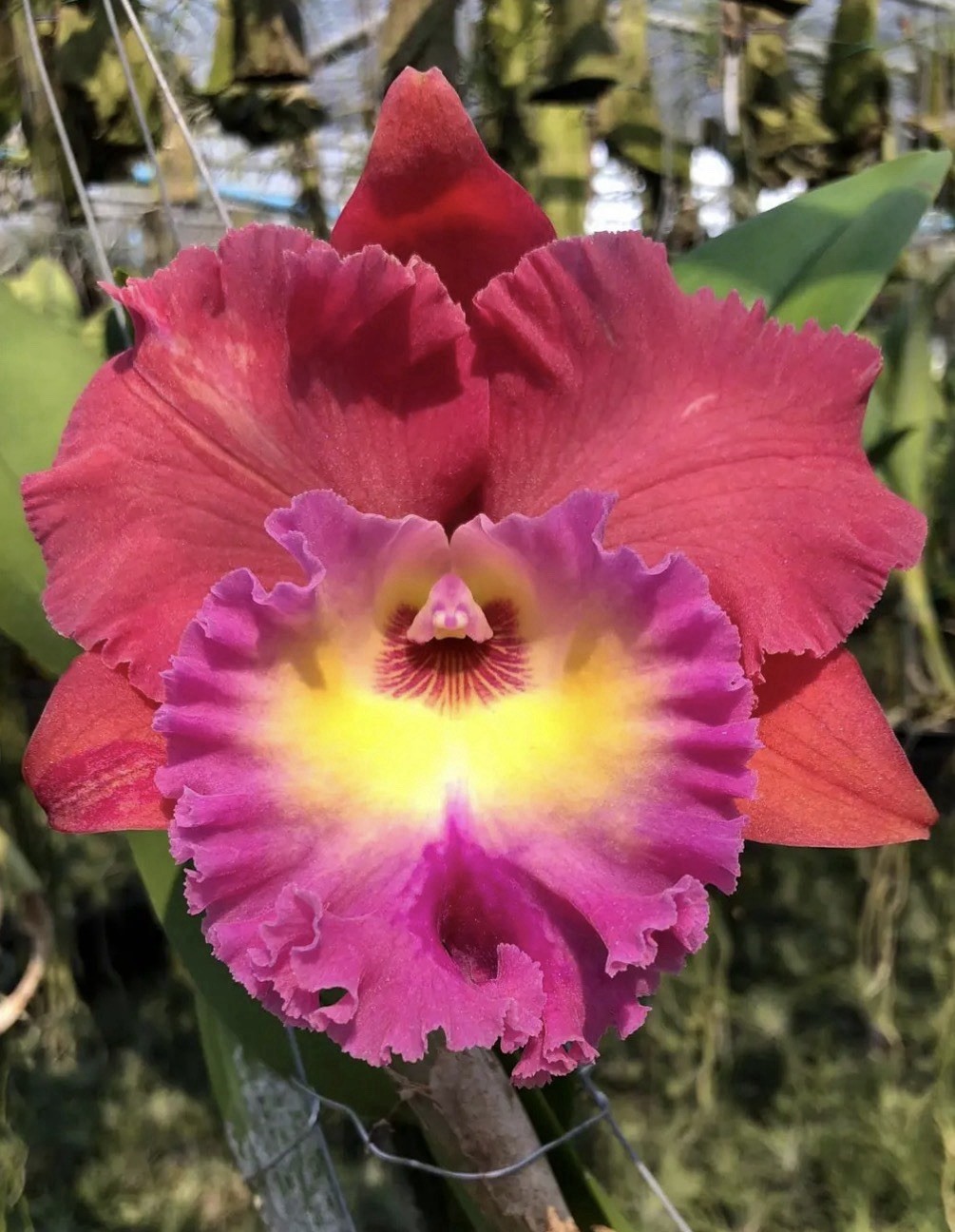 Rlc Siam Magic #2 Red Pink Yellow Orange New Growth Orchid Hybrid 2” Pot