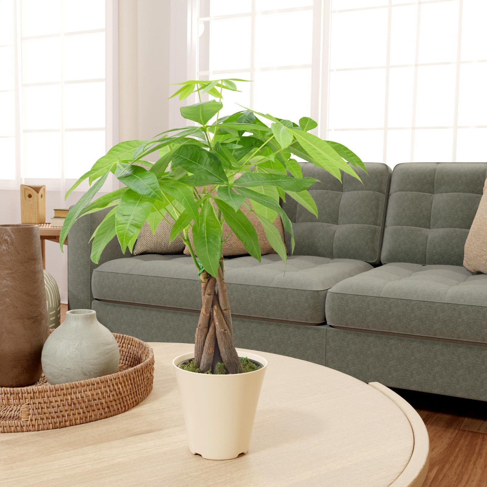 Live Braided Money Tree Indoor Plant – Pachira Aquatica, 4in Tropical Decor Gift