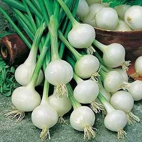 200 CRYSTAL WHITE WAX ONION SEEDS ~ heirloomseedguy ~ 2026 ~ NON-GMO