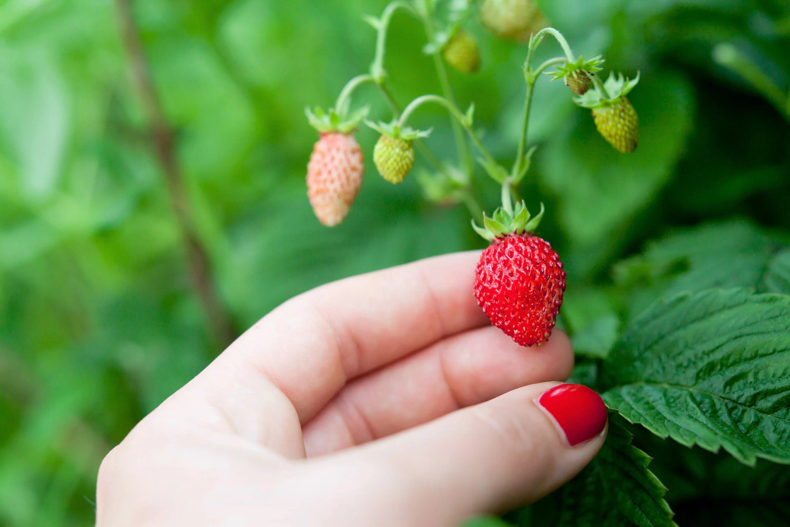 60 RUEGEN STRAWBERRY Everbearing Alpine Fragaria Vesca Red Berry Fruit Seeds