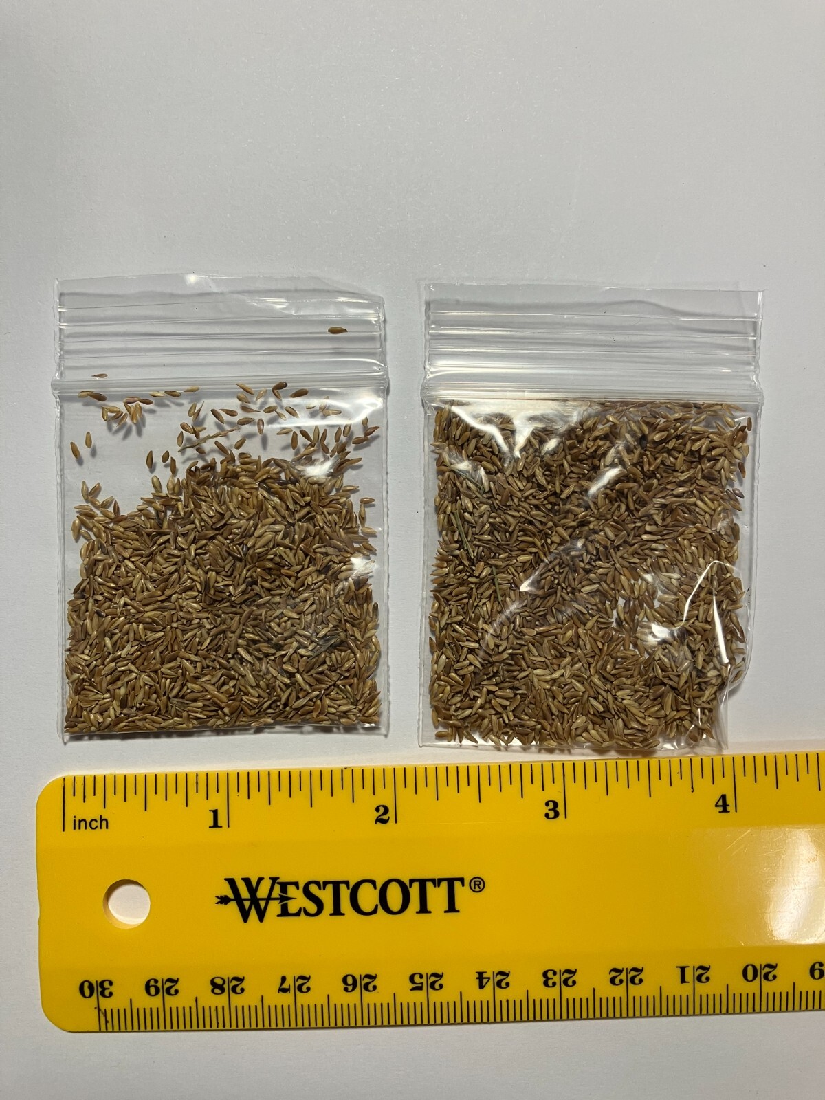 Zenith Zoysia Grass 1000 seeds starter kit
