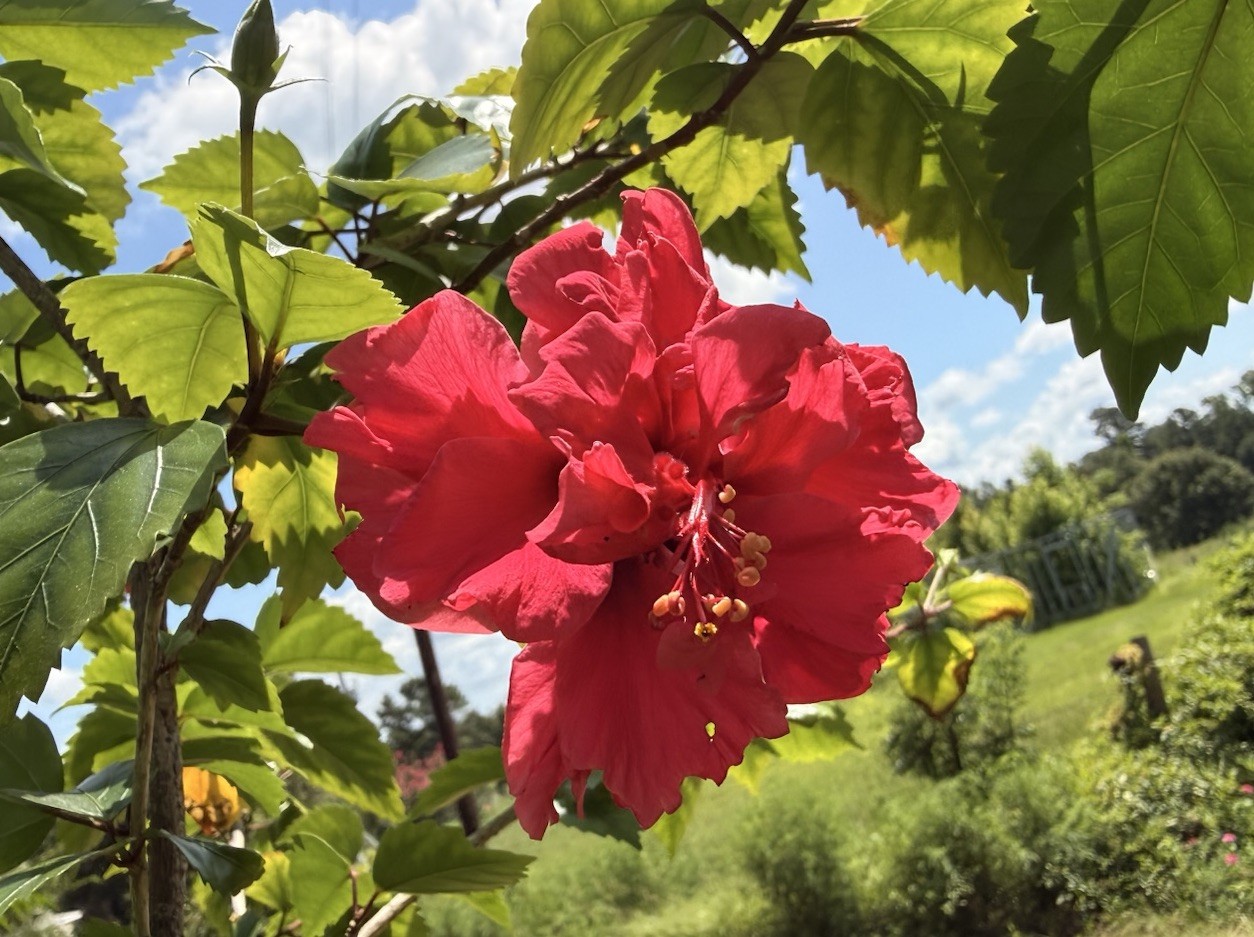 Red Dragon Hibiscus- 10 cuttings Hibiscus Rosa-sinensis
