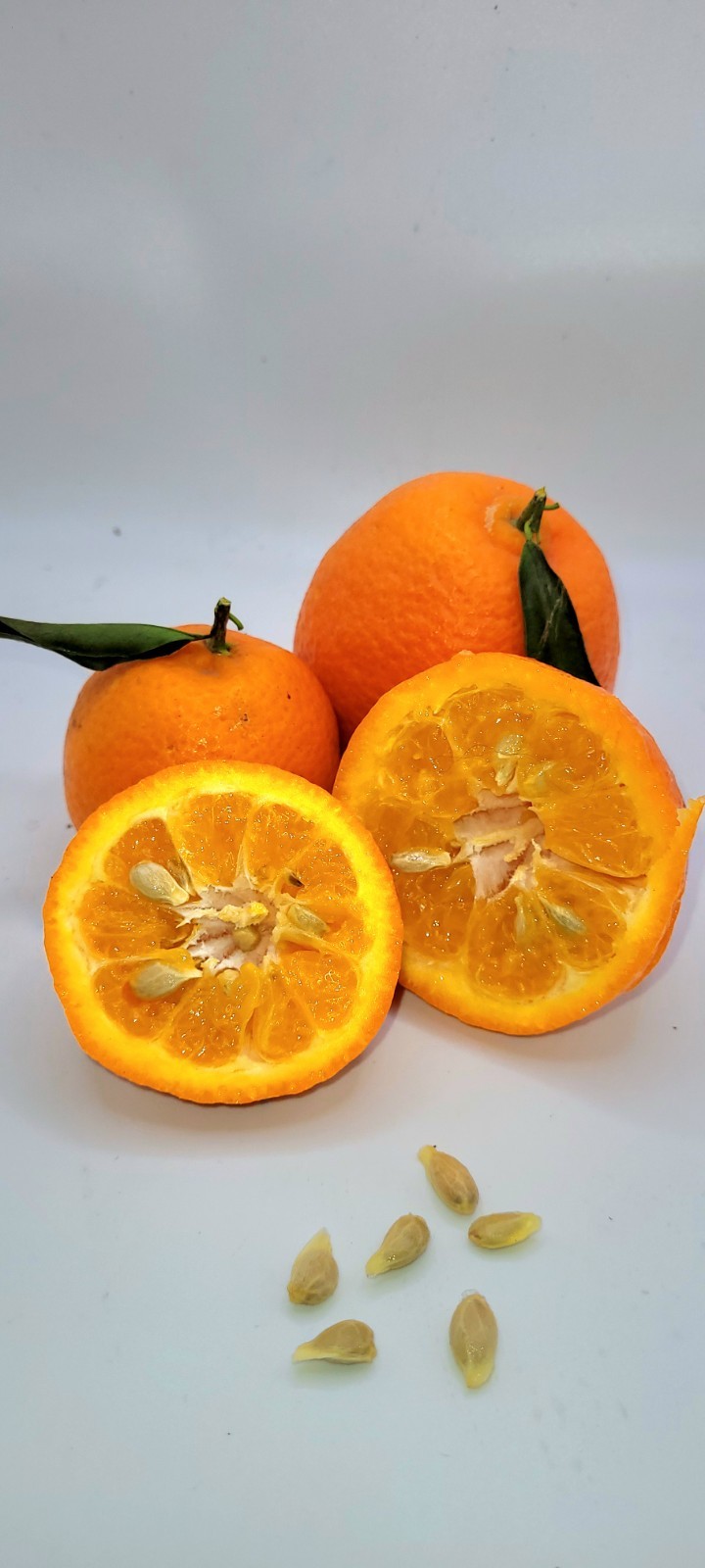 Pot Of 2 Clementine Mandarin orange seedlings, 3-5 inches tall