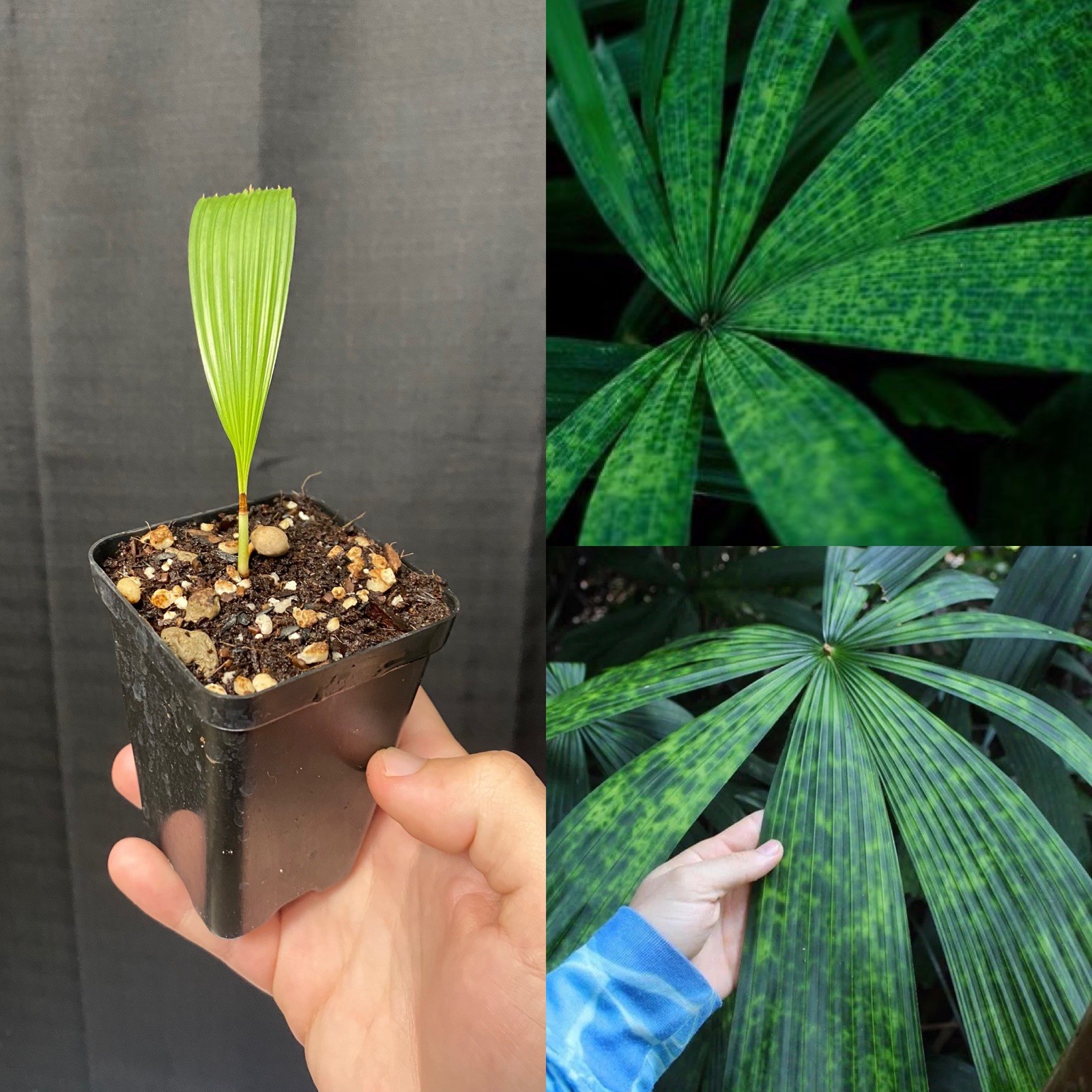 Lanonia Dasyantha “Vietnamese Paradise Palm” *Rare*