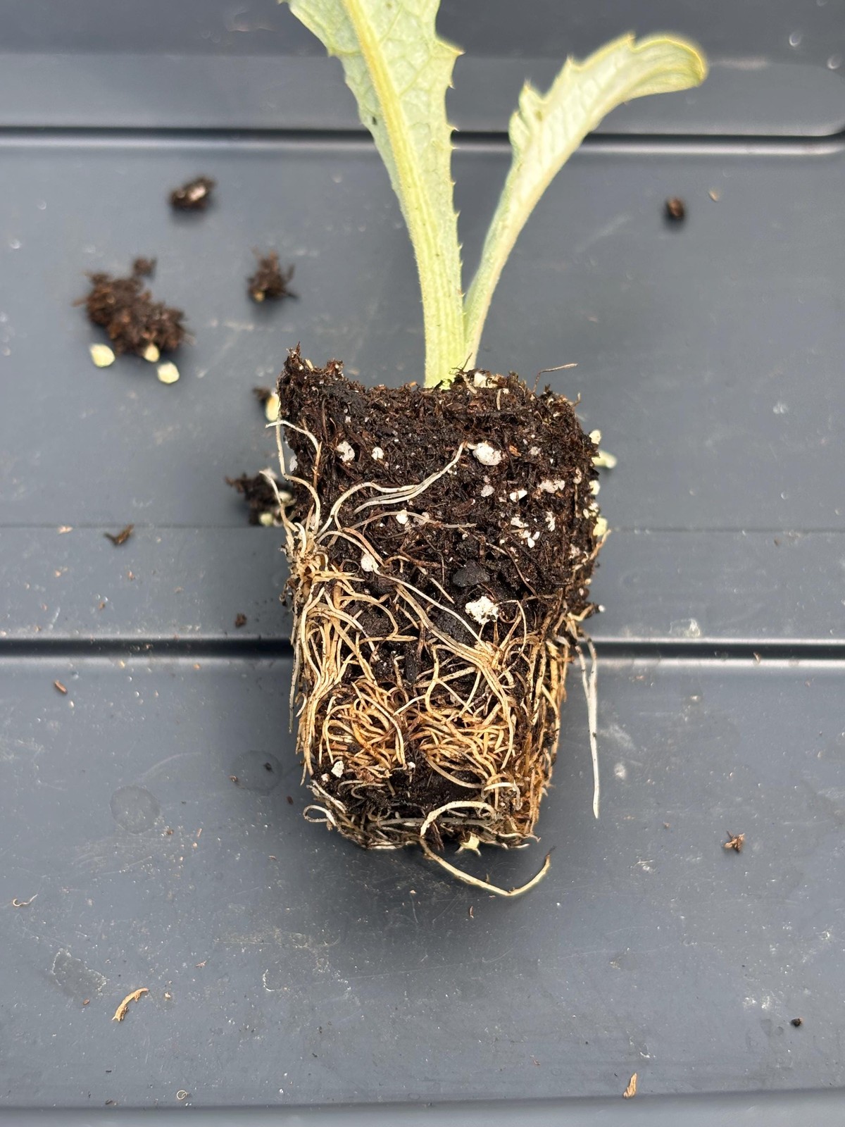 Artichoke Live Plant – Seedlings/Plugs and Plants – 3″- 12″ tall