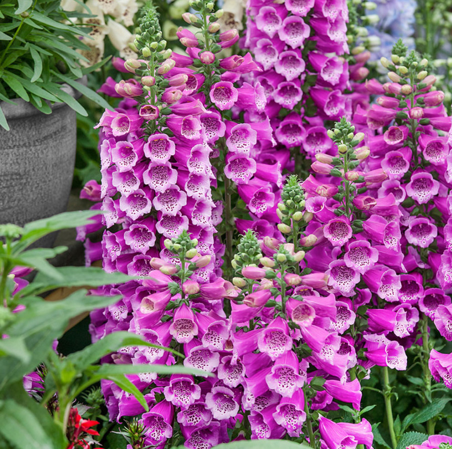 Set of 6 Live Purple Foxglove Plants – Starter Pots – Tall Cottage Flowers