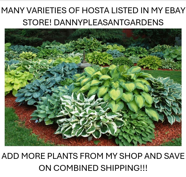 HOSTA ‘MINUTEMAN’ HARDY PERENNIAL SHADE PLANT – THE BEST GREEN & WHITE FOLIAGE!!