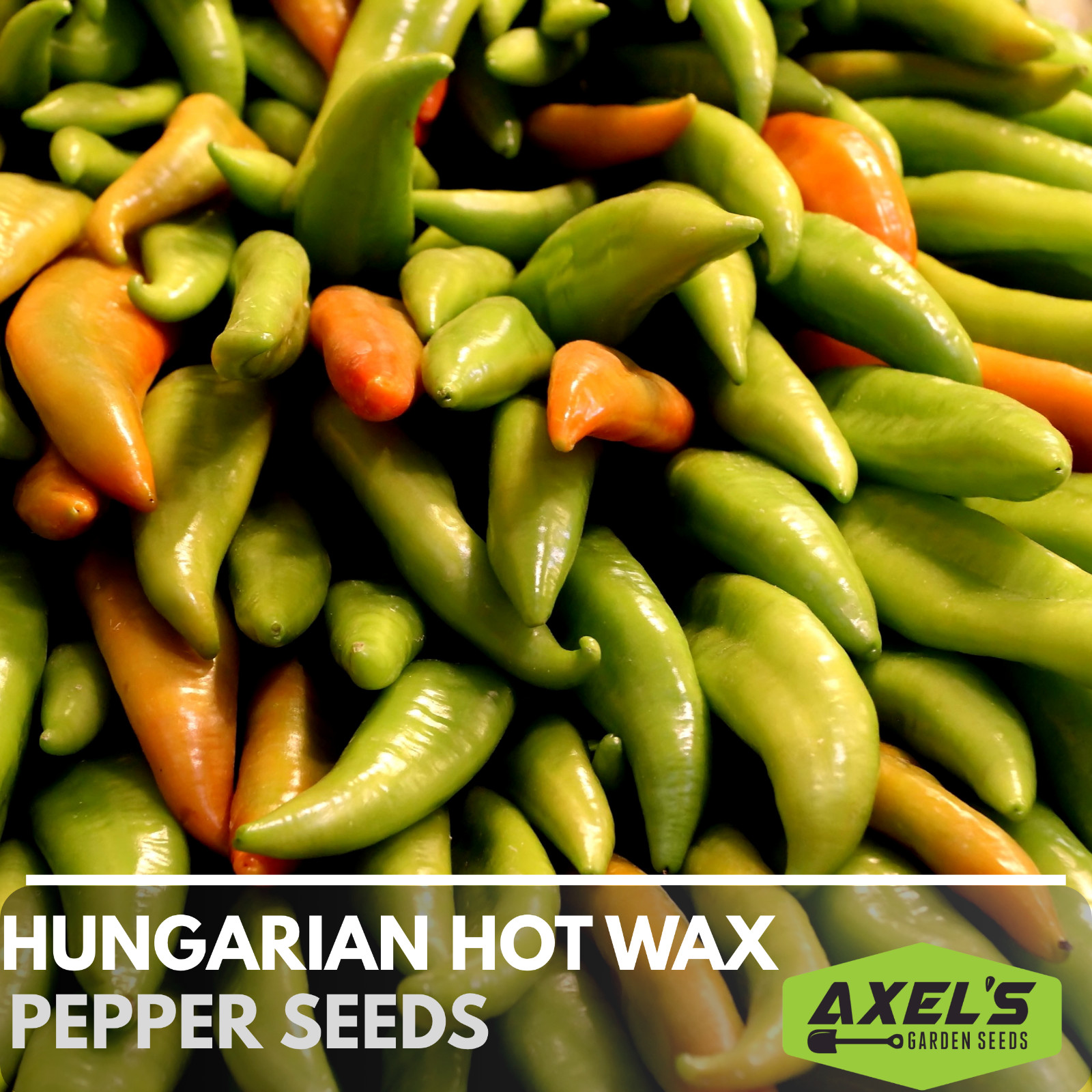 Hungarian Hot Wax Pepper | Non-GMO | Heirloom | Fresh Garden Seeds
