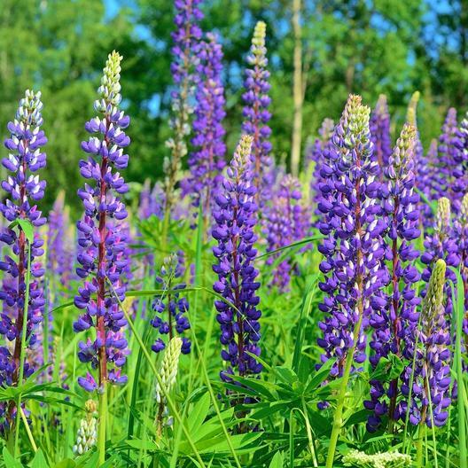 Wildflower Mix PATRIOTIC GARDEN Wildflower Mix Red White Blue USA 1000 Seeds!