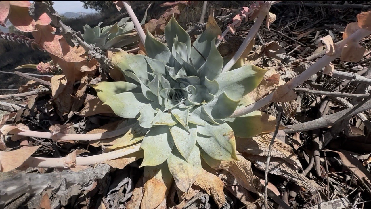 222+ Dudleya Pulverulenta Fresh Seeds Chalk Dudleya Harvested June 2026