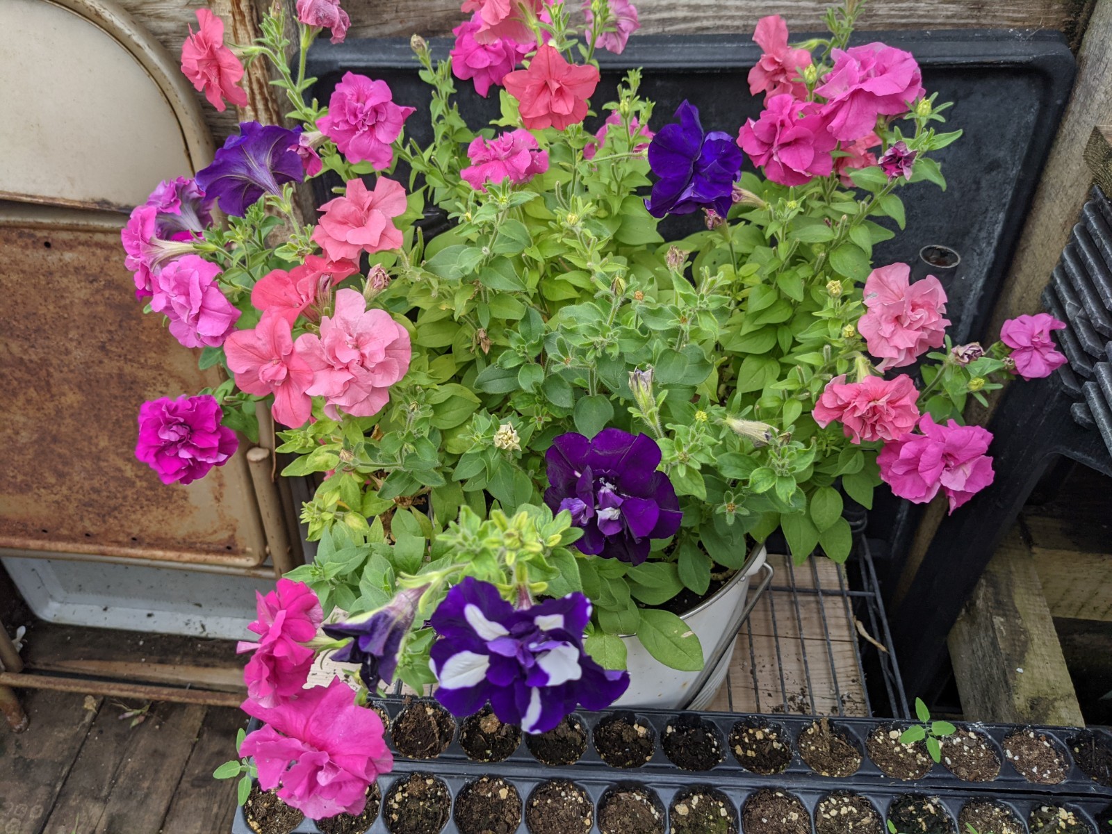 Petunia Double Madness Live Annual Plants/Plugs, 10 “baby” Plants Per Offer