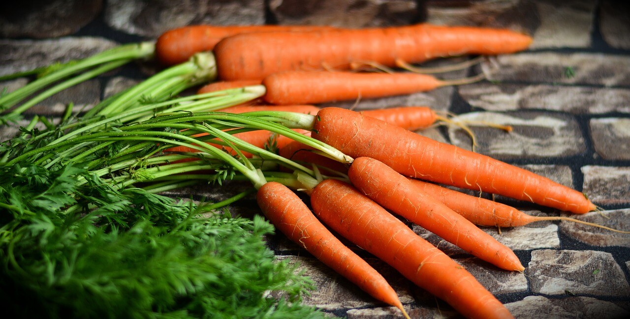 2,000 Tendersweet Gourmet Carrot Seeds The Sweetest Carrot Anywhere!