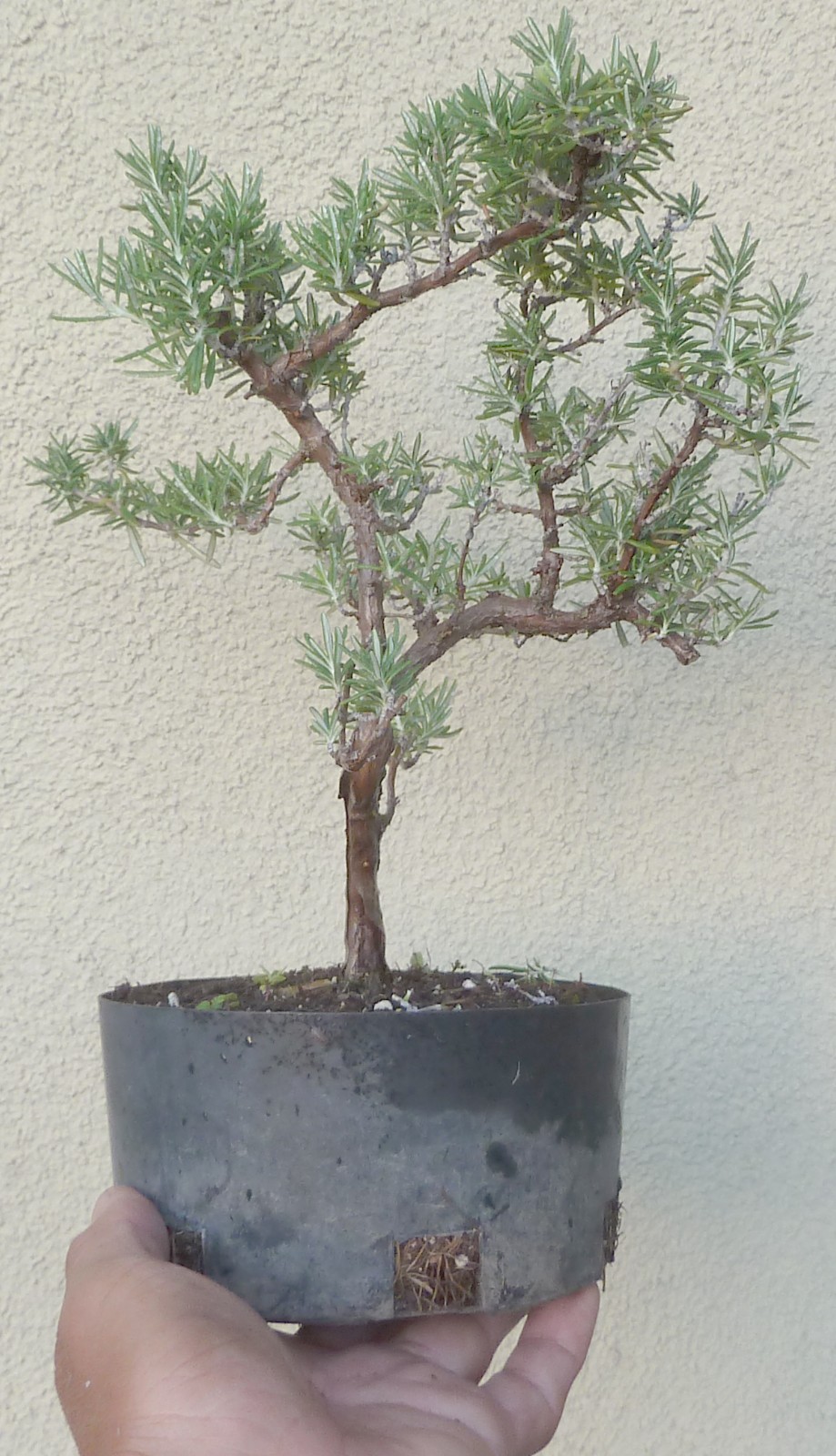 Rosemary Rosmarinus Pre Bonsai Dwarf Shohin Nice Movement Trunk Flowers Fragrant