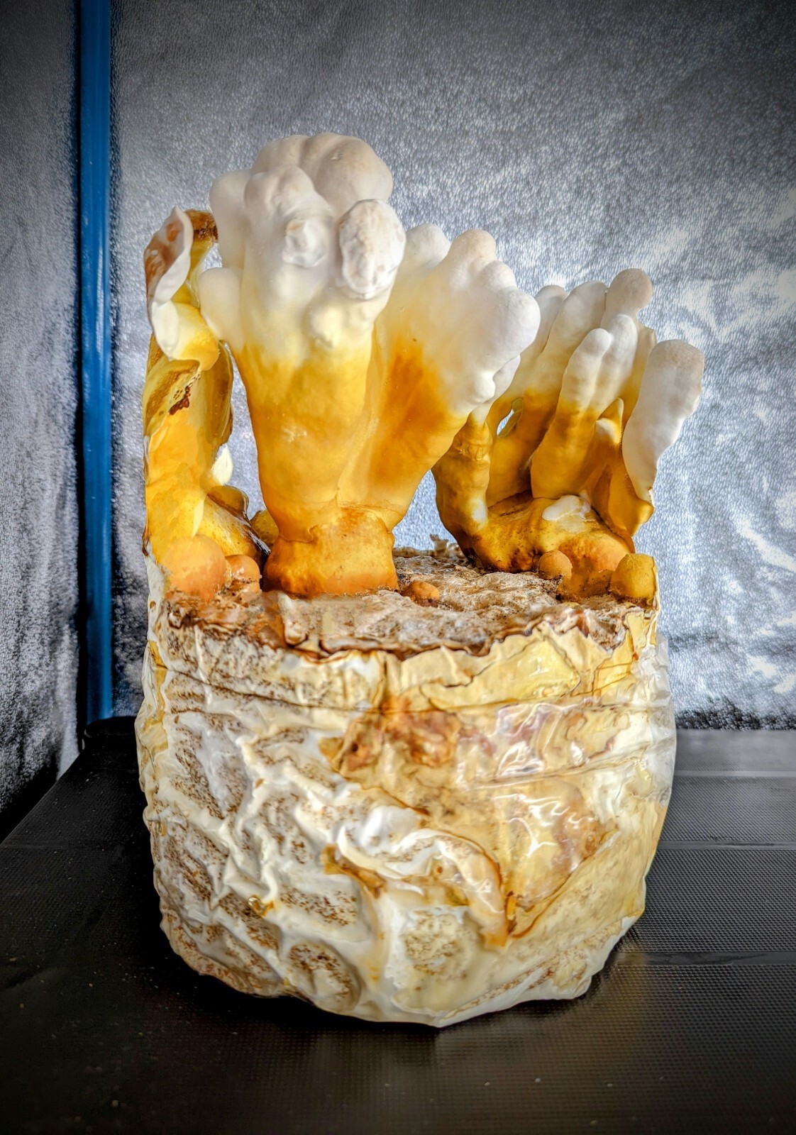 Gourmet Mushroom Culture Special! Over 180 Species Available at PrimeFungi
