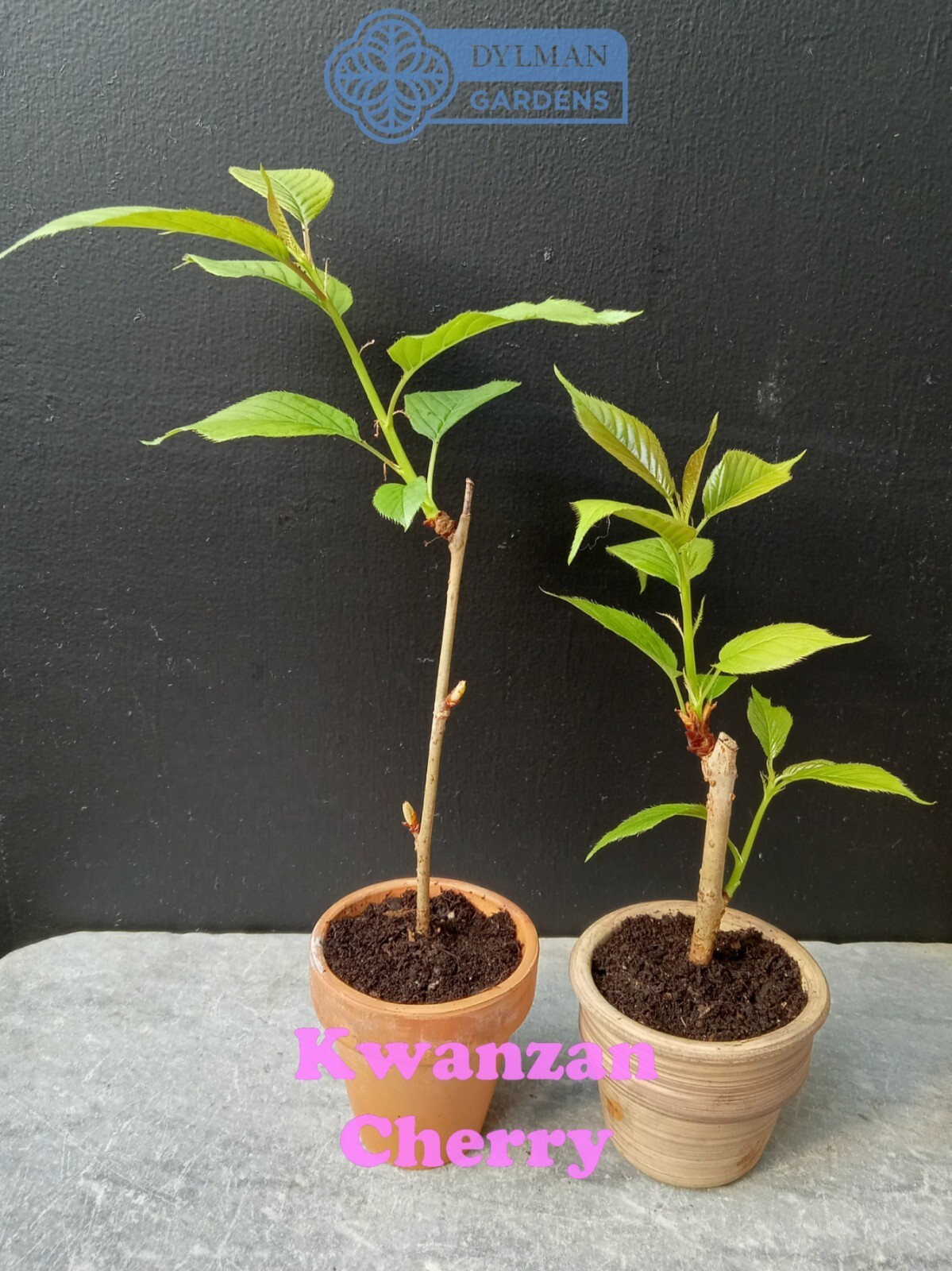 Kwanzan Cherry Tree (Prunus serrulata ‘Kwanzan’) Ornamental – Multiple Sizes