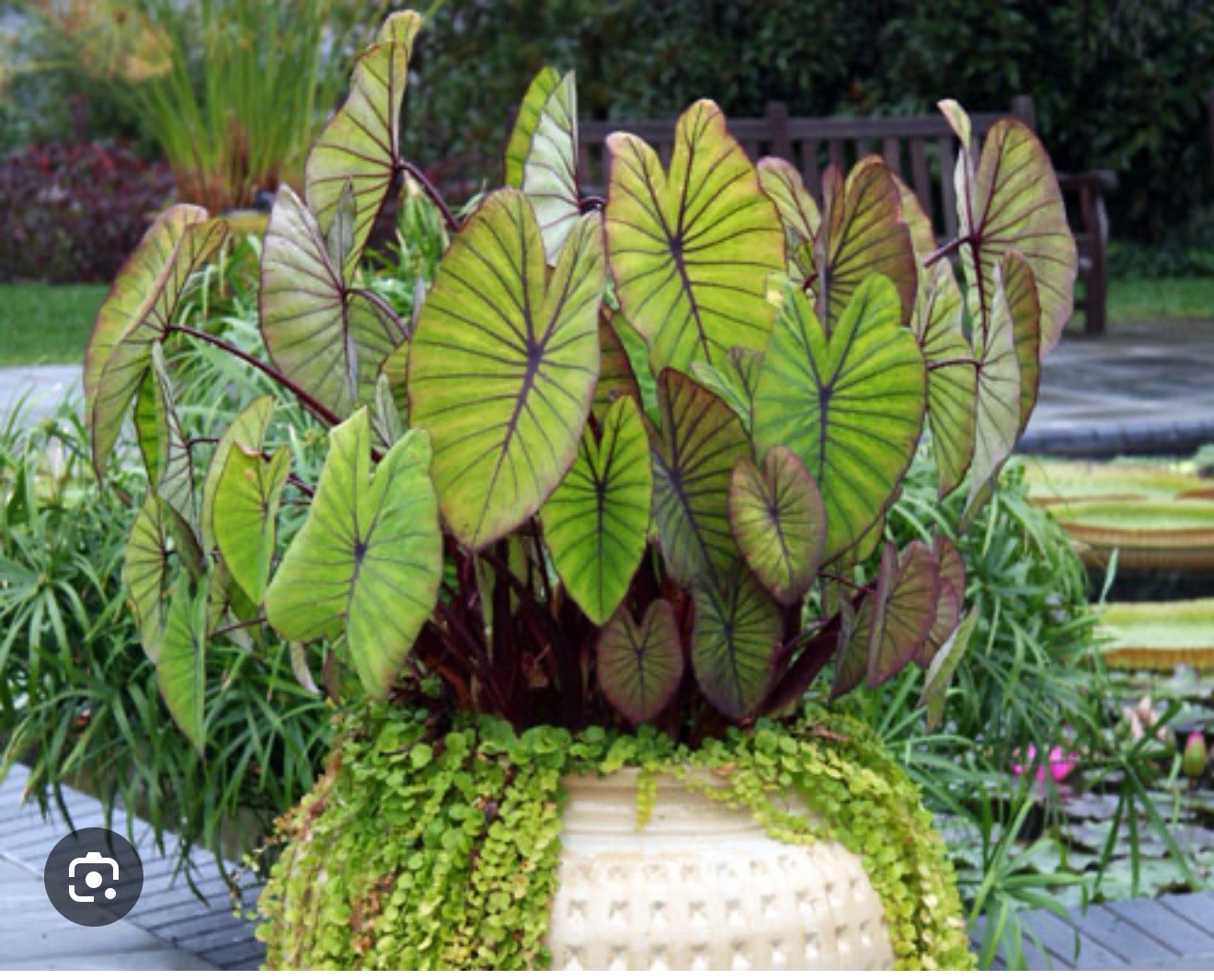 Blue Hawaii -Colocasia esculenta- Elephant Ear-SMALL ROOTED STARTER Plant