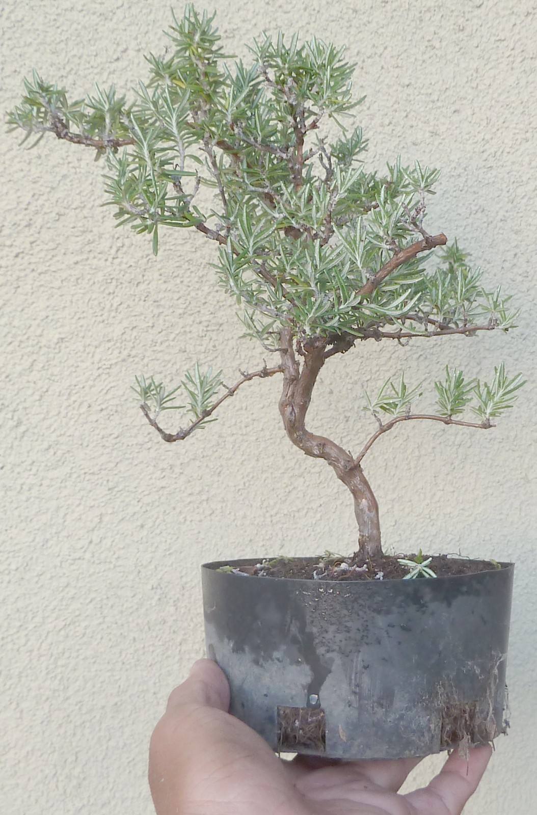 Rosemary Rosmarinus Pre Bonsai Dwarf Shohin Nice Movement Trunk Flowers Fragrant