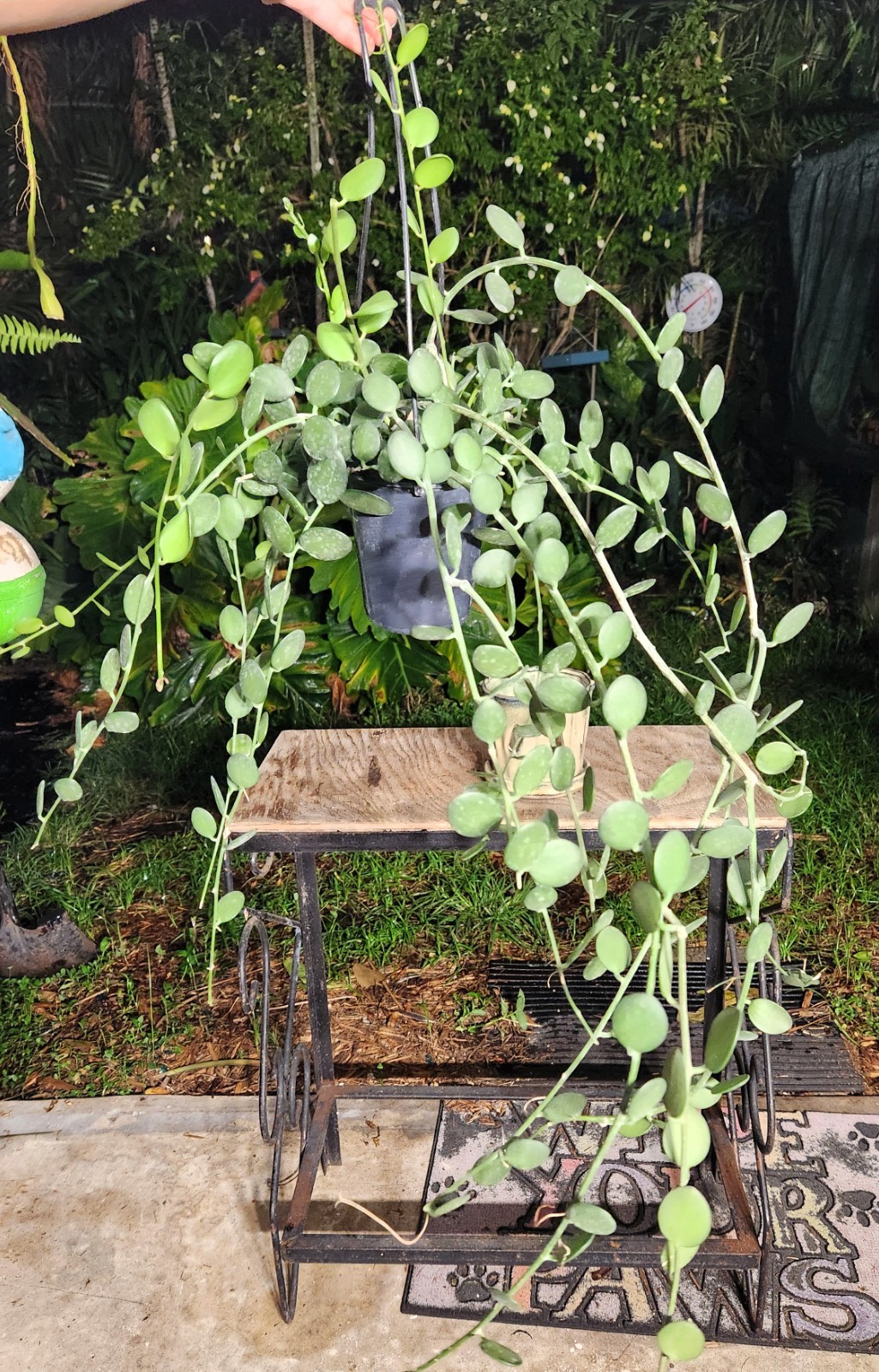 Xerosicyos danguyi Silver Dollar Vine Plant 5″ Pot 26″ Long 23″ Wide 11″ Tall