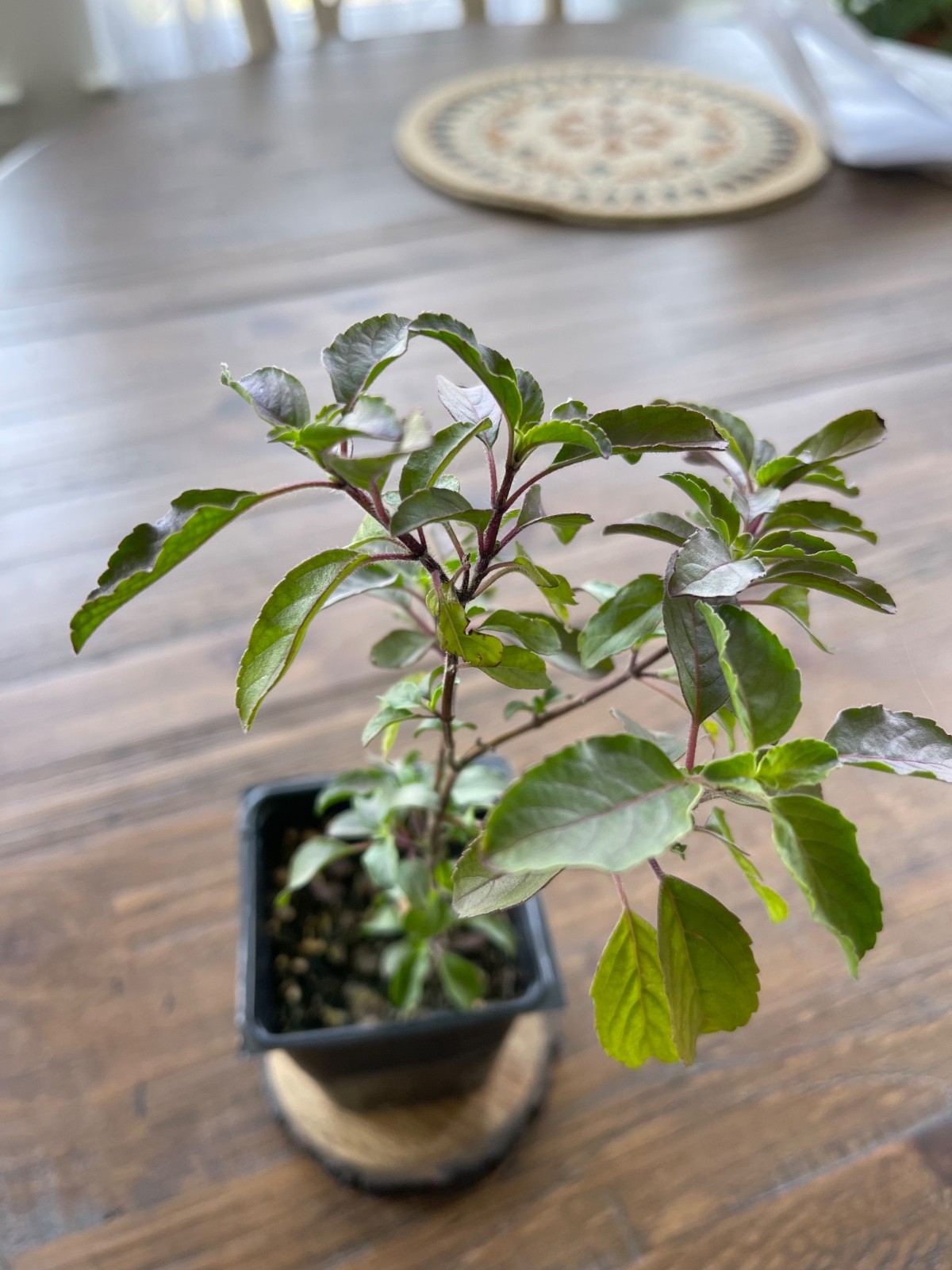 3- Tulsi/Holy Basil Plants . Kapoor
