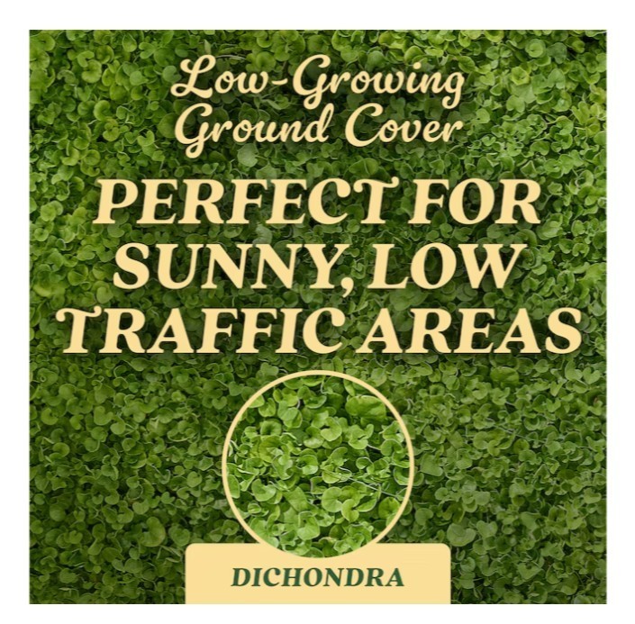 [FASH SALE] Scotts O.M. Scott & Sons Dichondra Grass Seed 1.5 lb (2 Pack) New