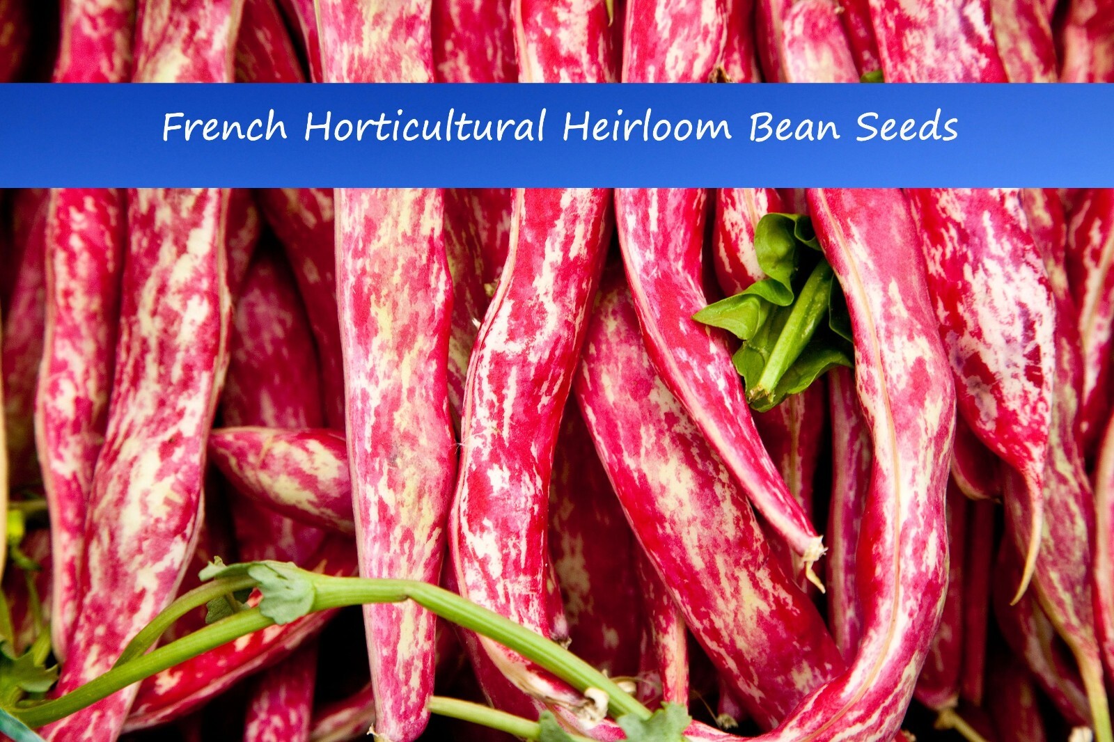 Vegetable Seeds-French Horticultural Beans -30 Seeds-Taylors Dwarf Dry Shelling