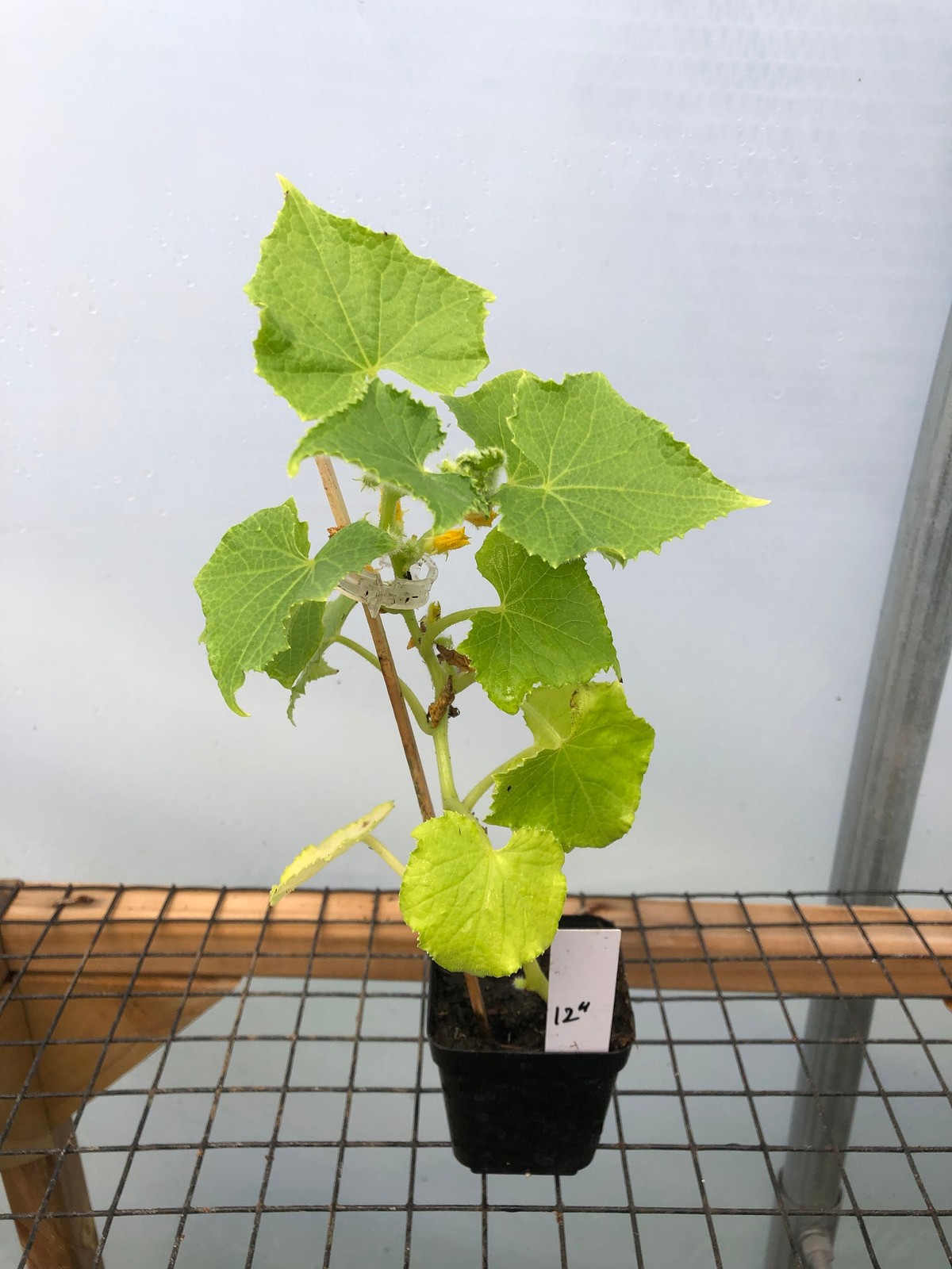 Cucumber Live Plants – Seedlings/Plugs- 3″- 4″ tall – 30-45 days old