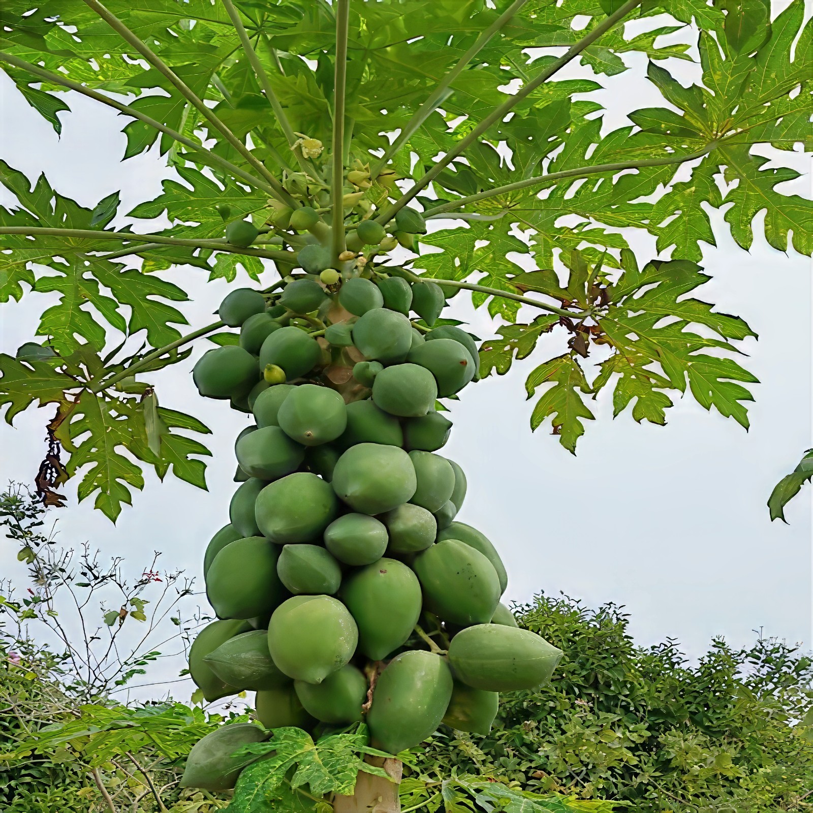 20 Dwarf Hawaiian Solo Sunrise Papaya Seeds Carica Melon Rare NON GMO Fruit Tree