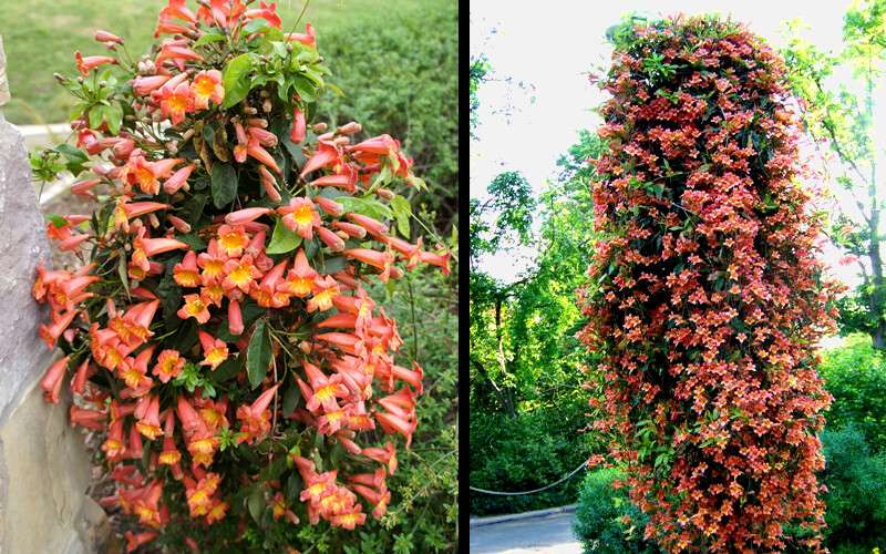 BIGNONIA “TANGERINE BEAUTY” CROSSVINE*Rooted Starter Plant**ATTRACTS BUTTERFLIES