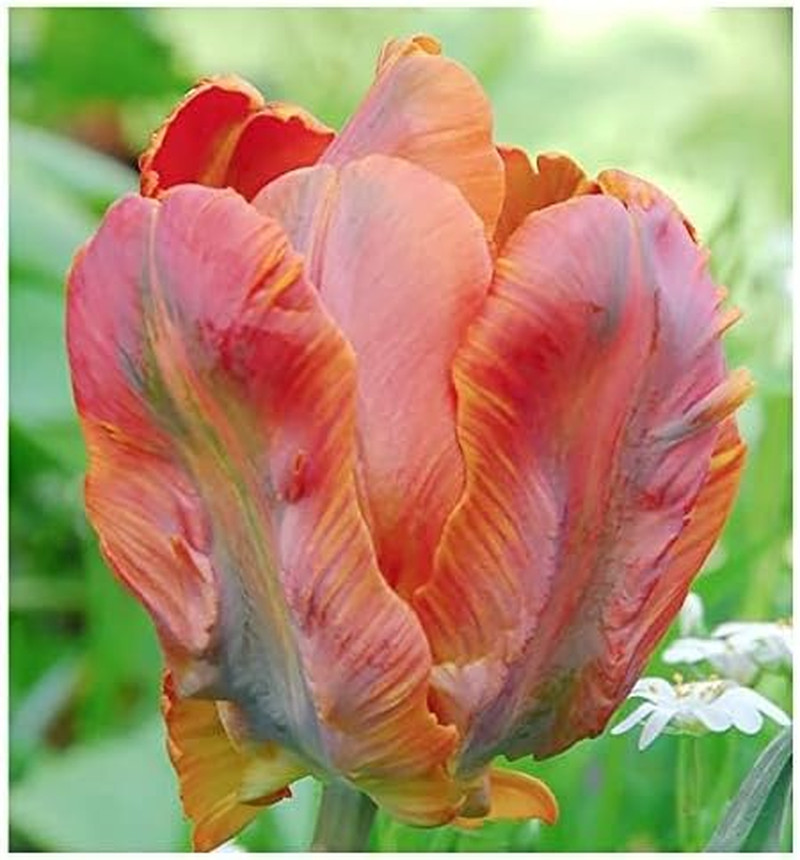 5 Orange Favorite Parrot Tulip Bulbs – Vibrant Orange Blooms with Fringed Pet…