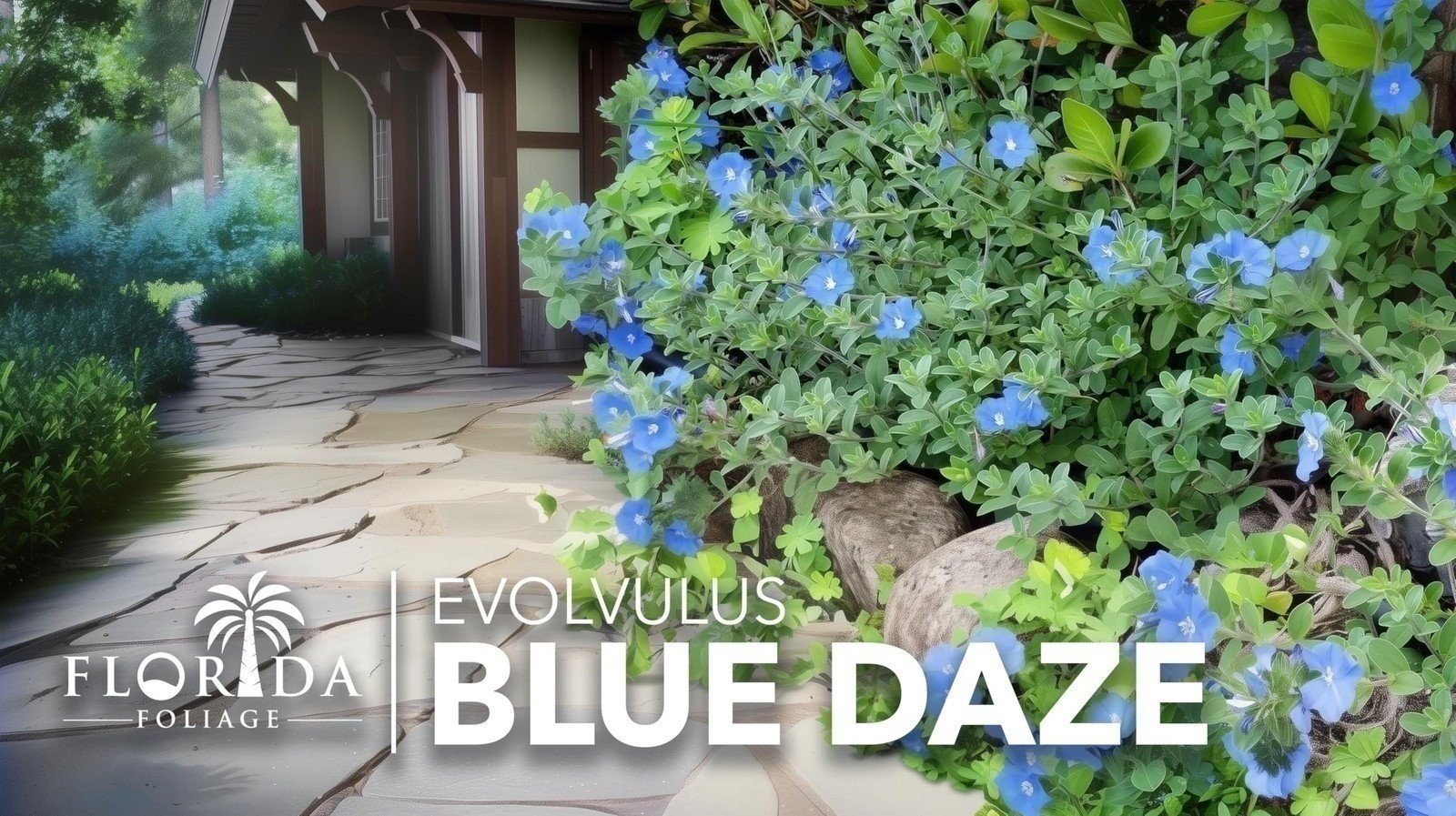 Blue Daze | Live Plants | Evolvulus Glomerata, Low Maintenance