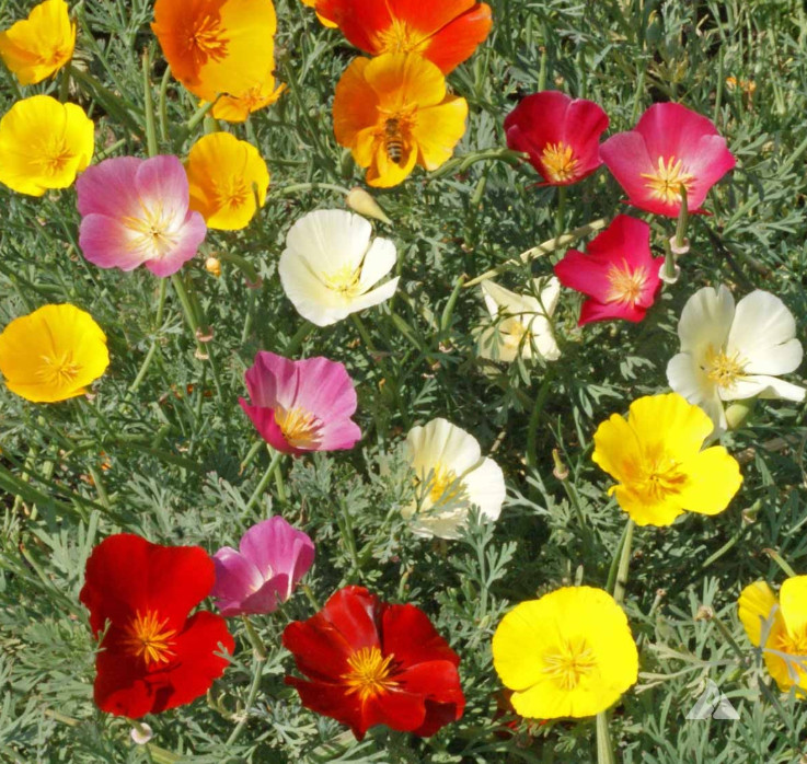 Wildflower Mix DRY AREA MIX w/Perennials Full Sun Pollinators Non-GMO 1000 Seeds