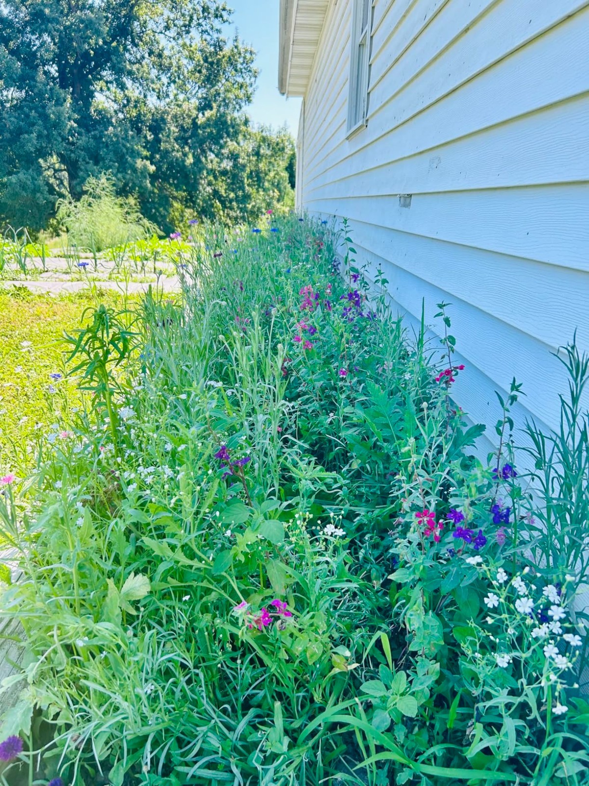 Easy to Grow Wildflower Seeds – 100,000 Count for Thriving Butterfly Habitats