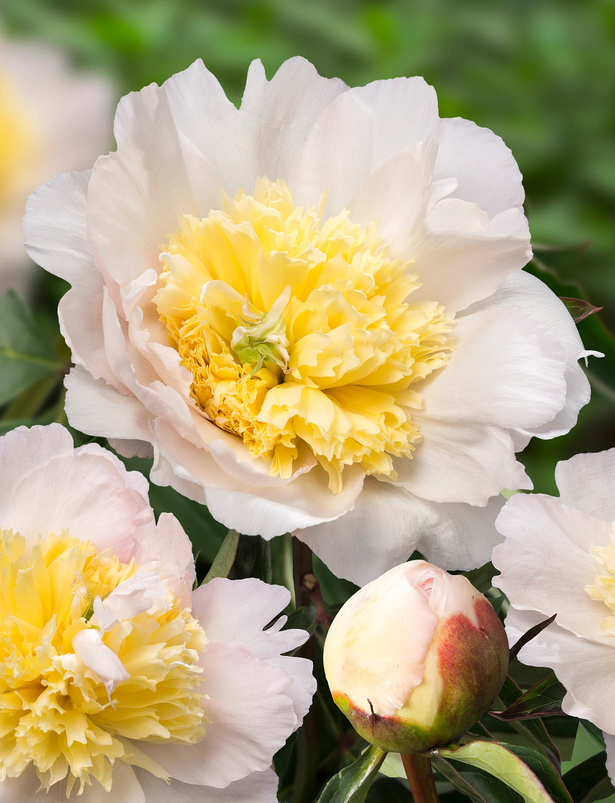Honey Gold Bareroot Peony, 2-3 Eye, Great for Fall Planting!