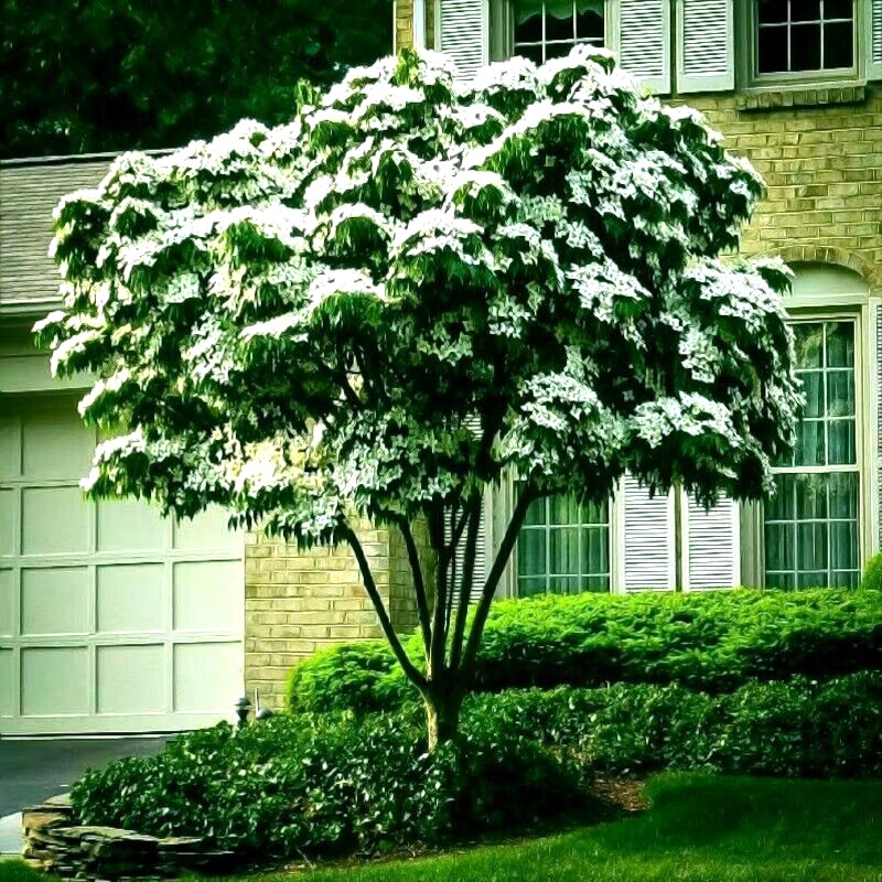 KOUSA DOGWOOD TREE SEEDS Chinese Milky Way Hardy-5 White Flower Red Fruit Plant