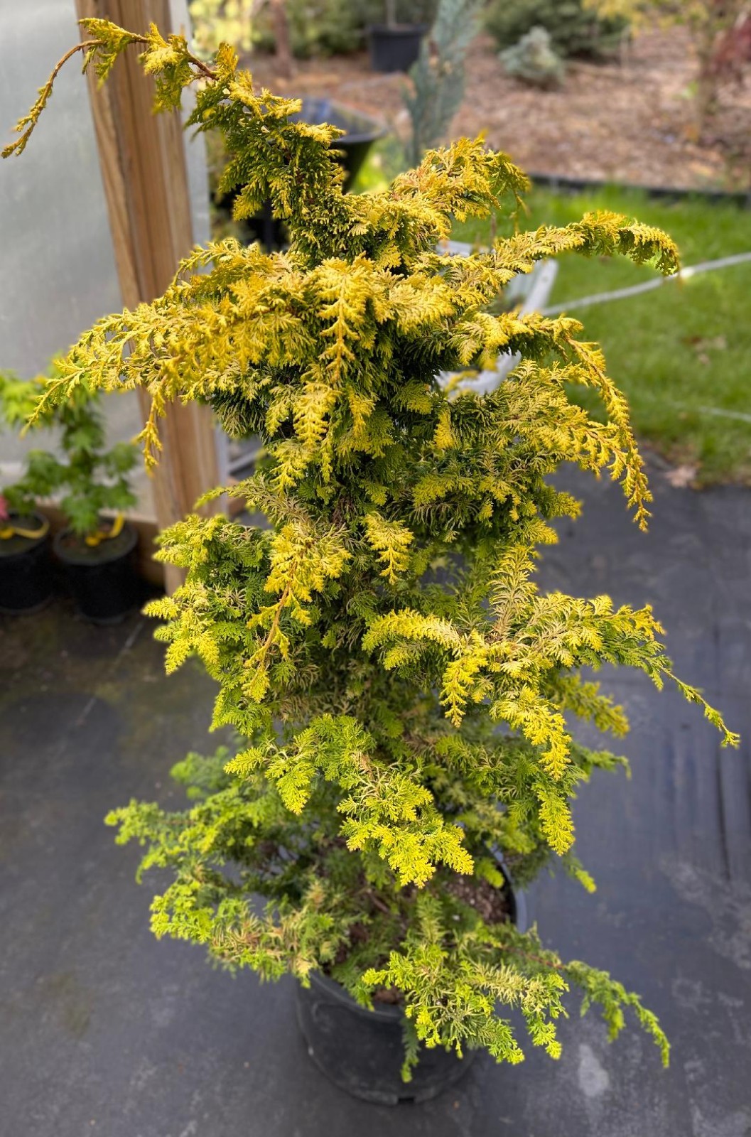 Chamaecyparis obtusa ‘Fernspray Gold’ (Fernspray Gold Hinoki Cypress) Large!
