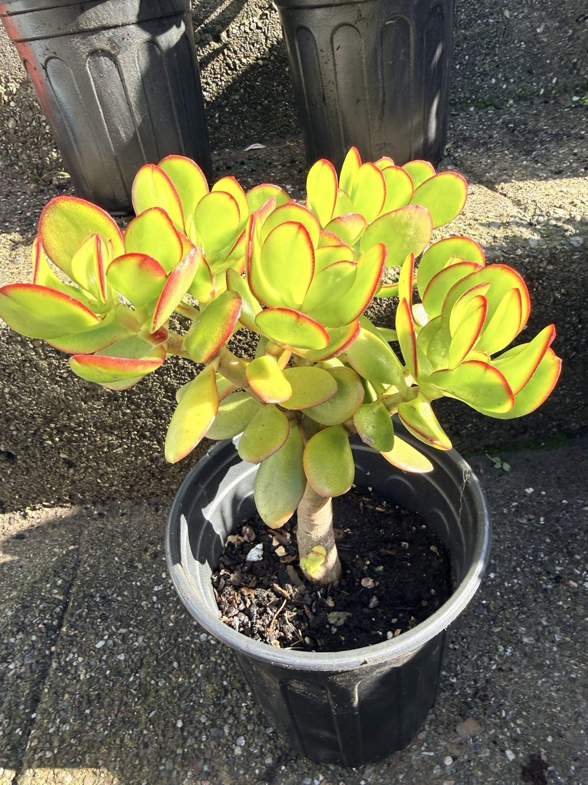 LARGE 1+ FOOT Rooted Jade / Money Plant Live Bonsai Tree