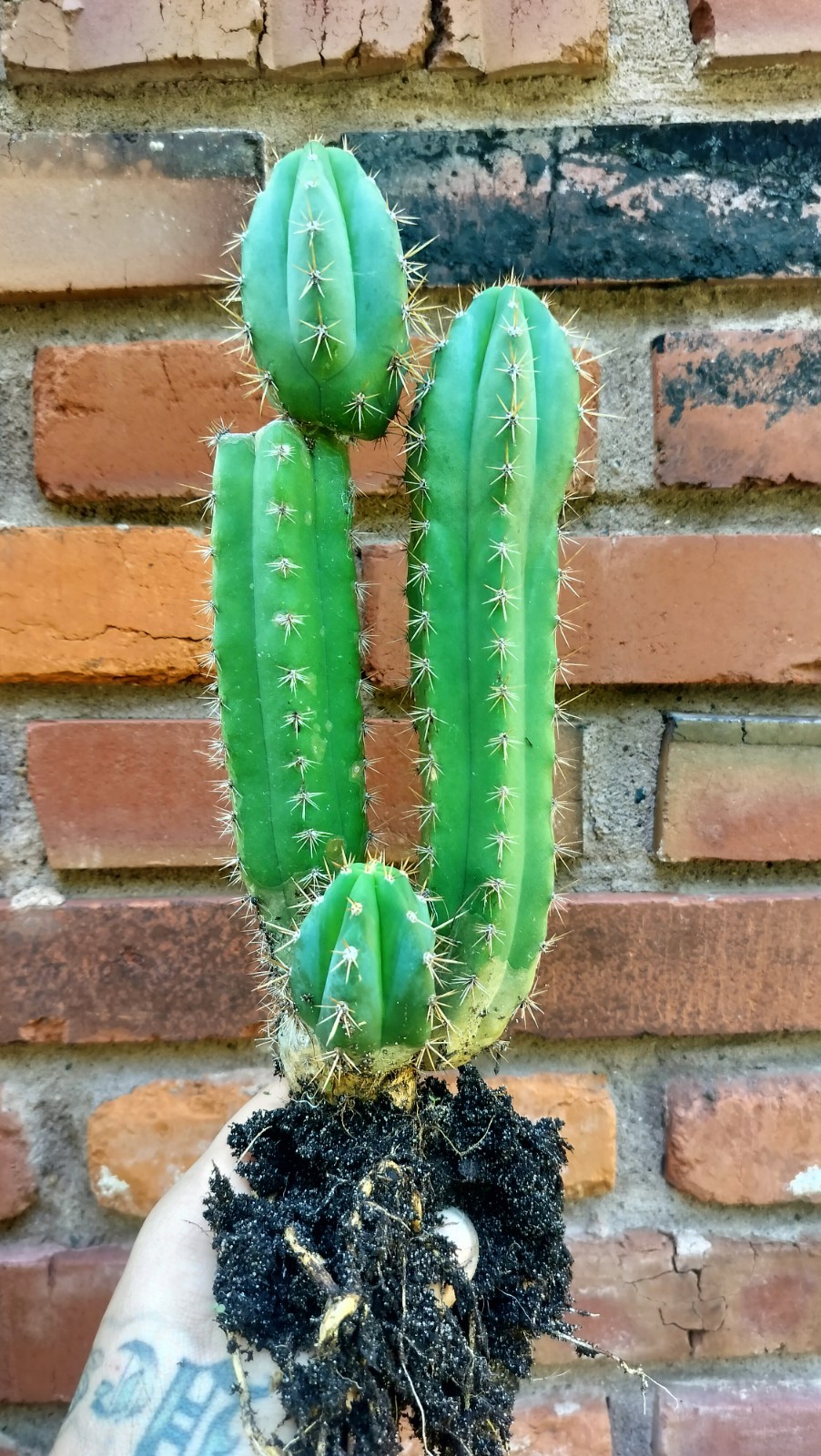 Sacred Cactus – Pach. Hybrid – Fully Rooted ( Exact Cactus)
